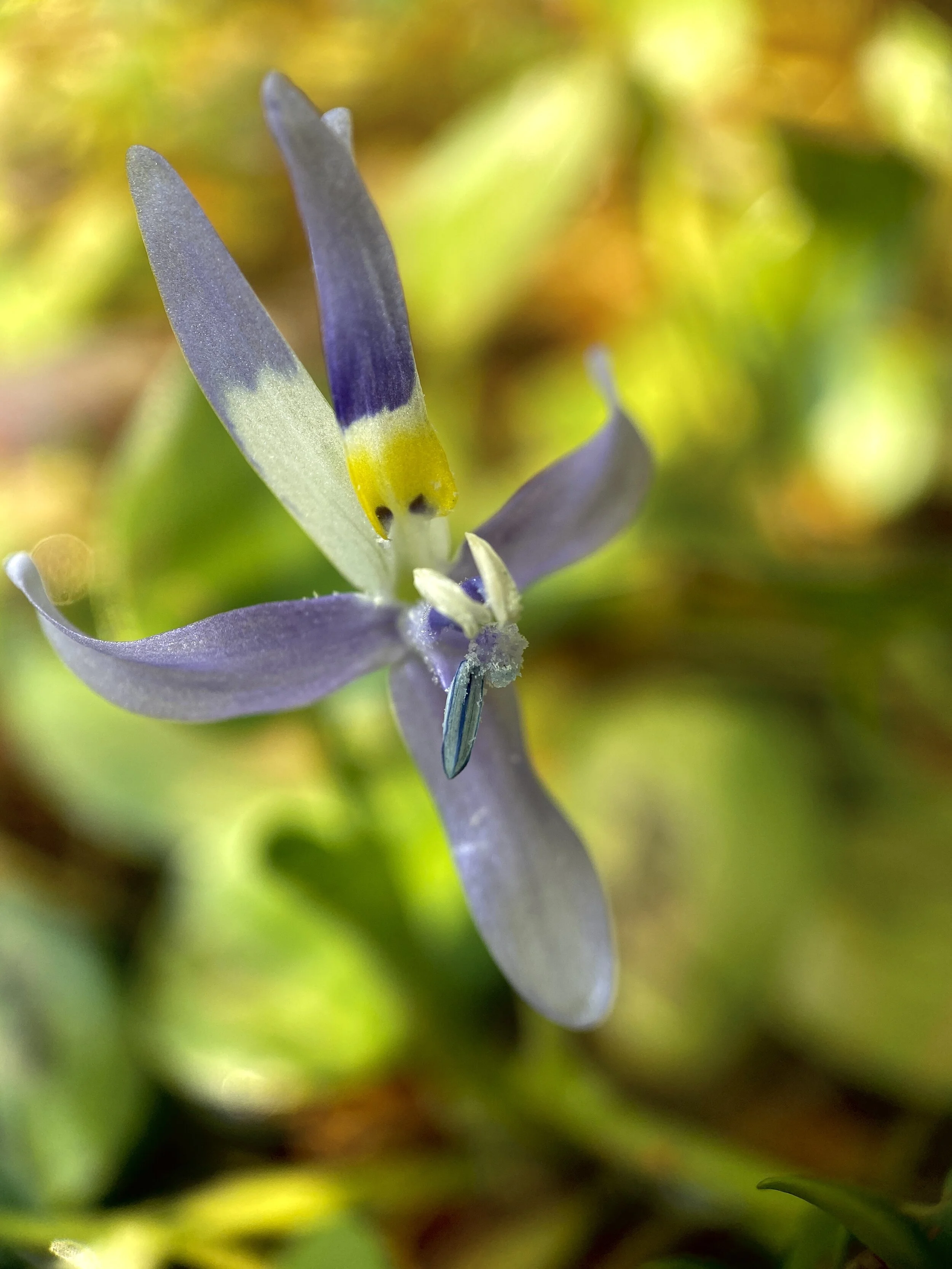 Heteranthera limosa (Blue Mud Plantain) Native