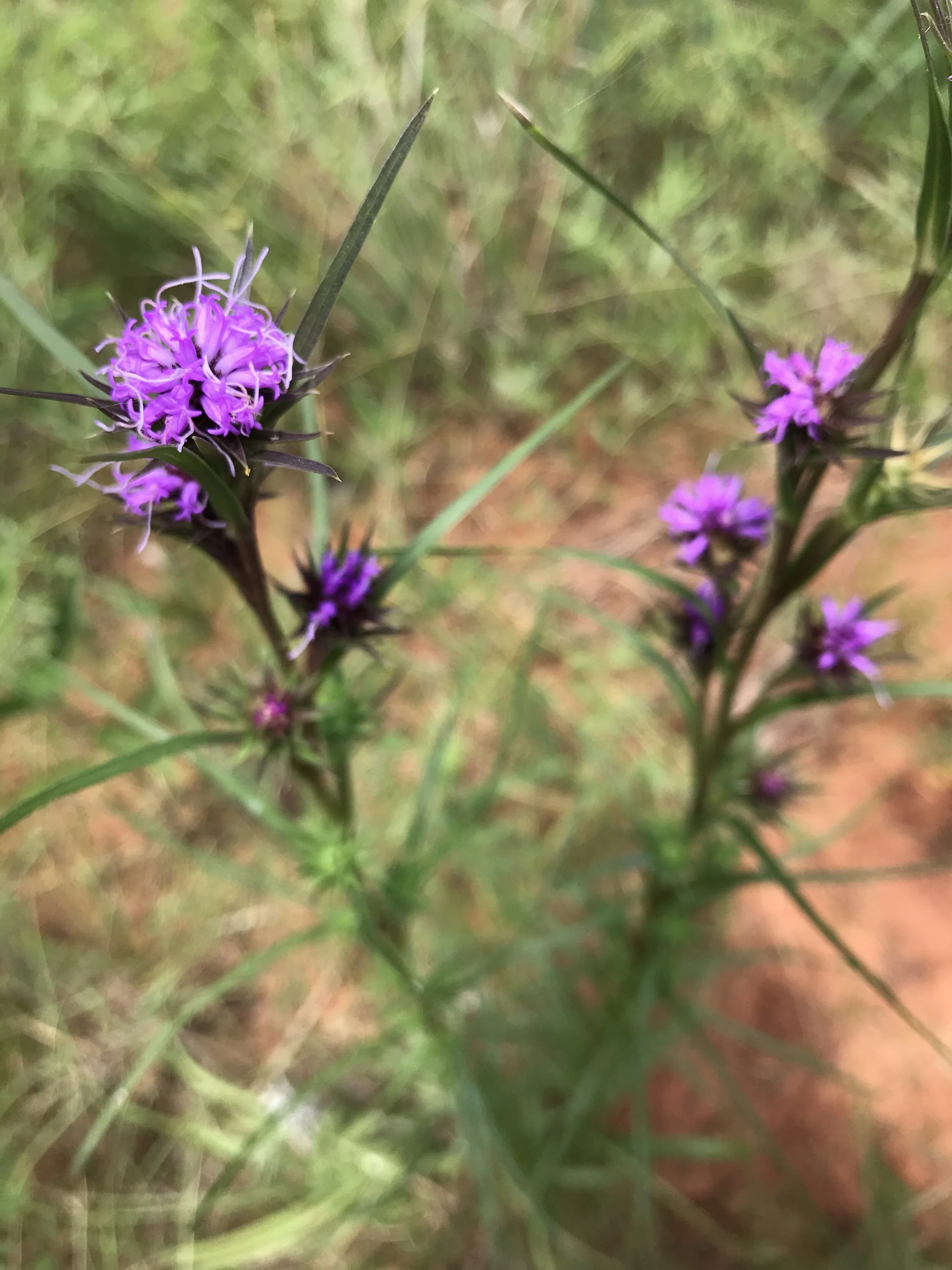 Liatris squarrosa (Scaling Blazing Star) Native