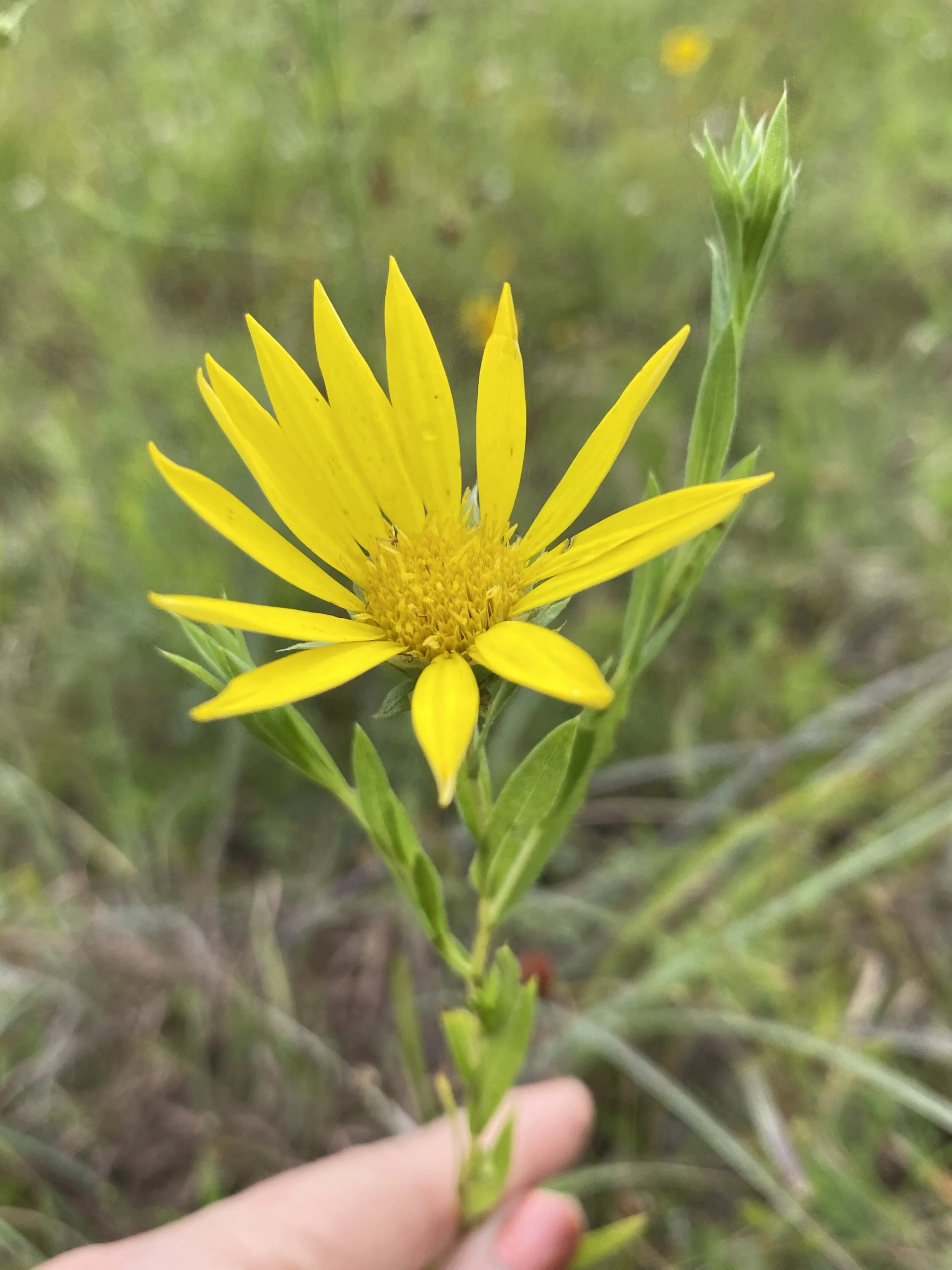 Xanthisma texanum (Texas Sleepy Daisy) Native