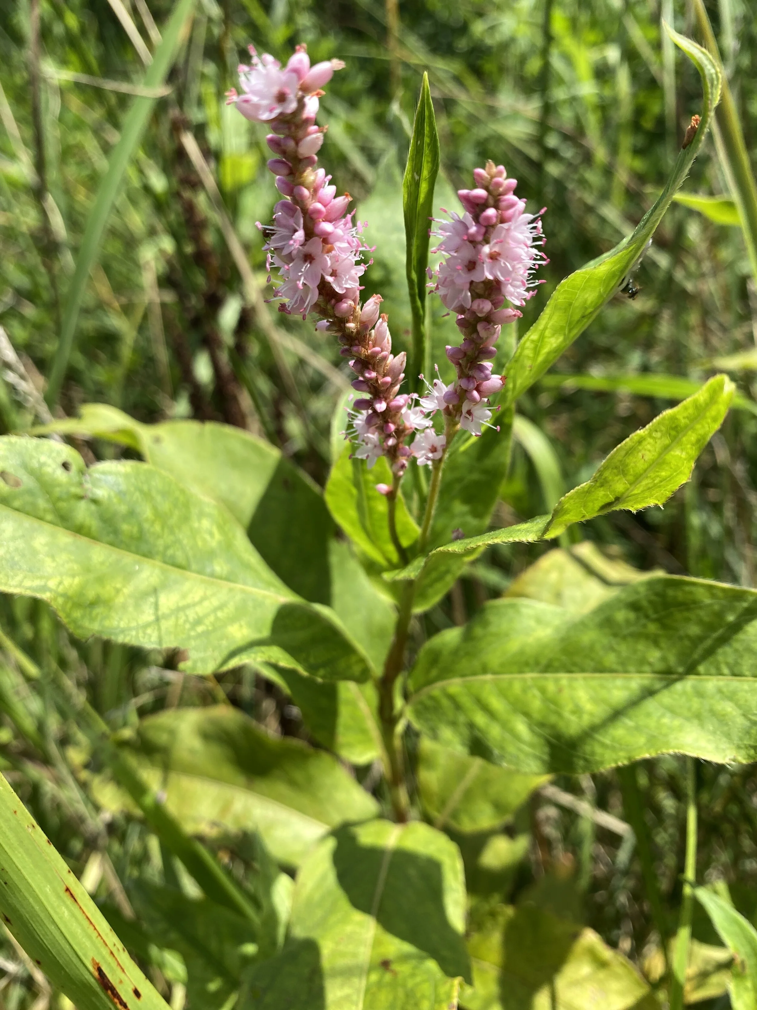 Persicaria amphibia (Water Smartweed) Native