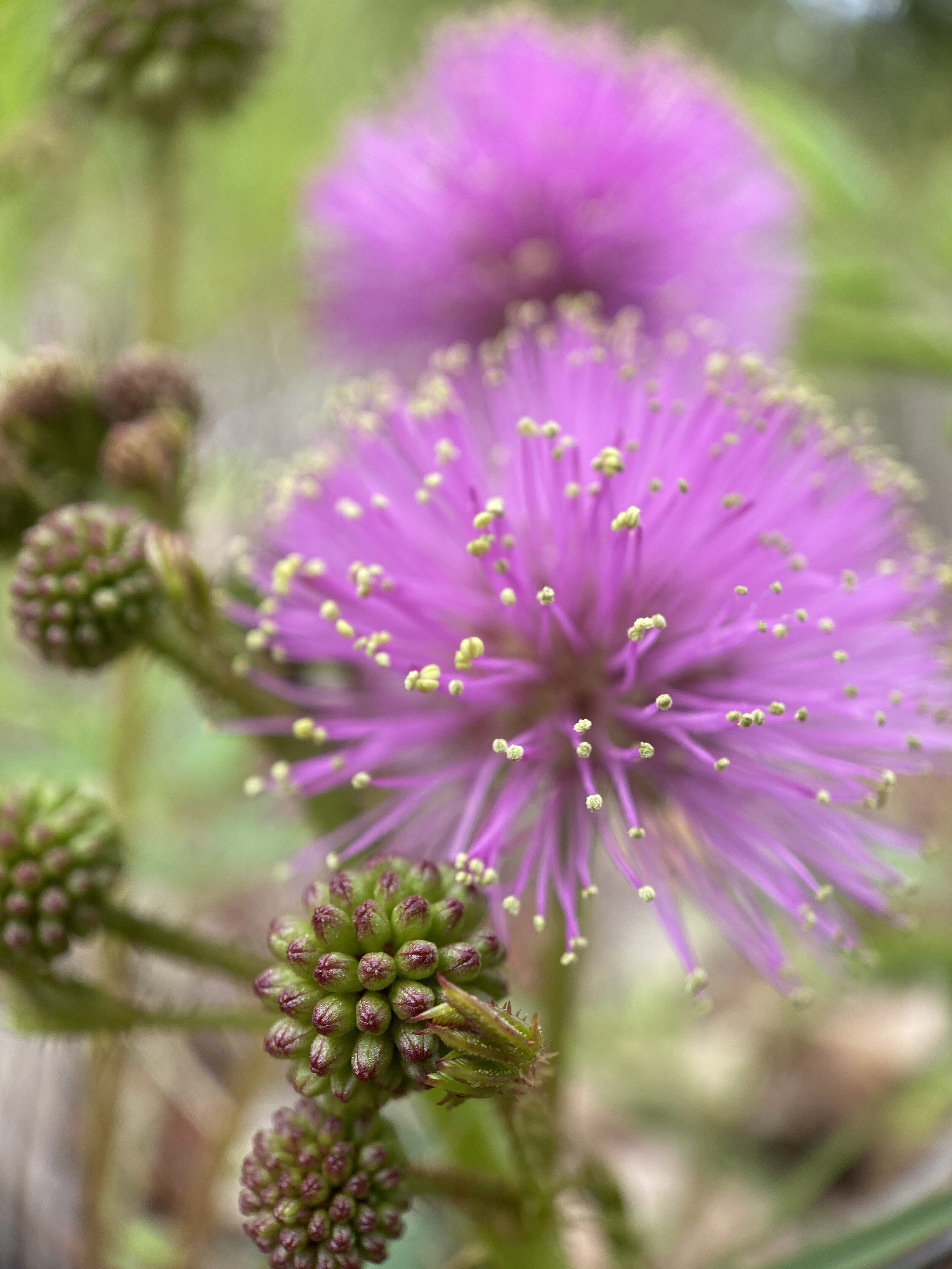 Mimosa nuttallii (Nuttall’s Sensitive Briar) Native