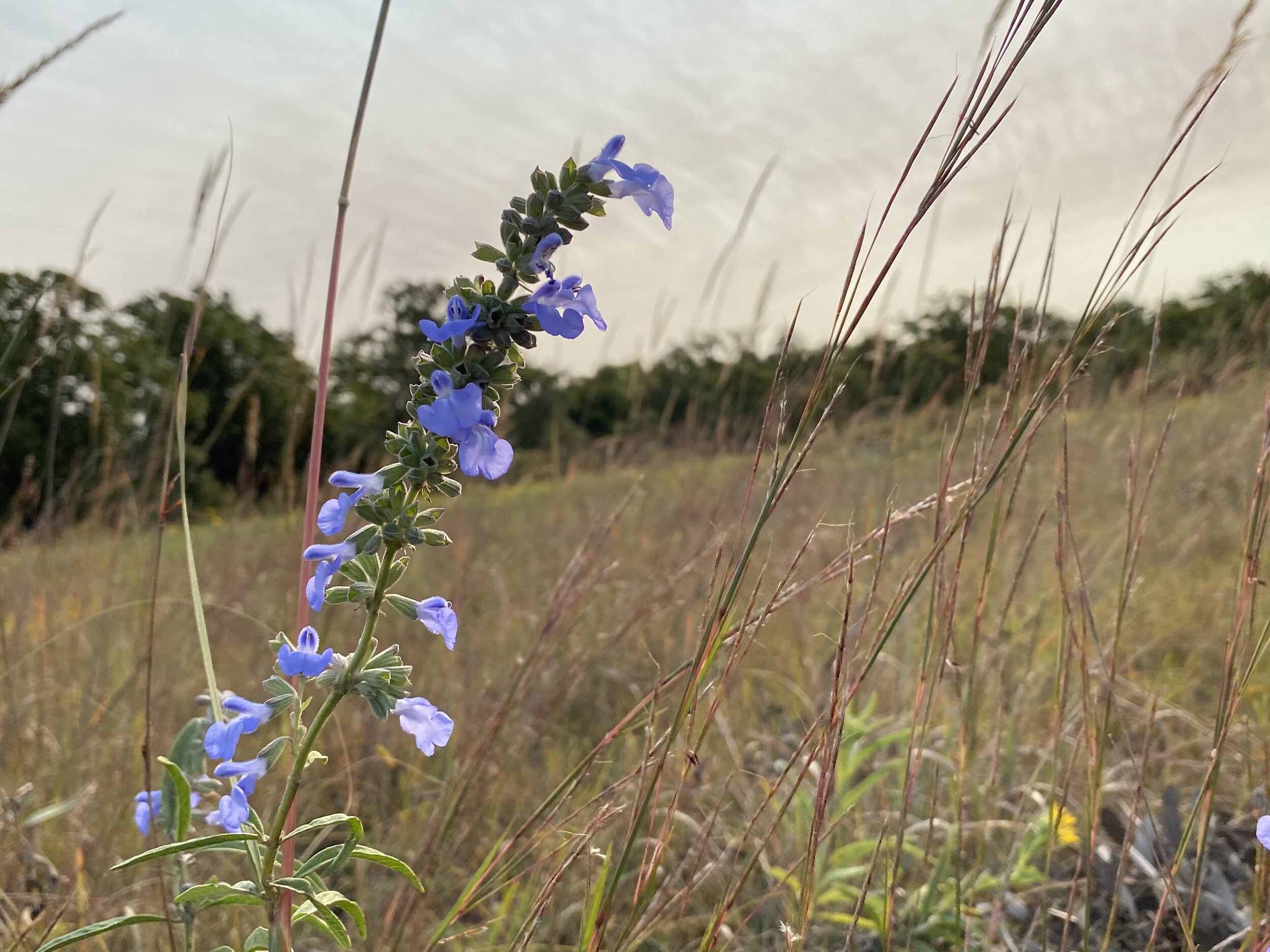 Salvia azura (Pitcher Sage) Native