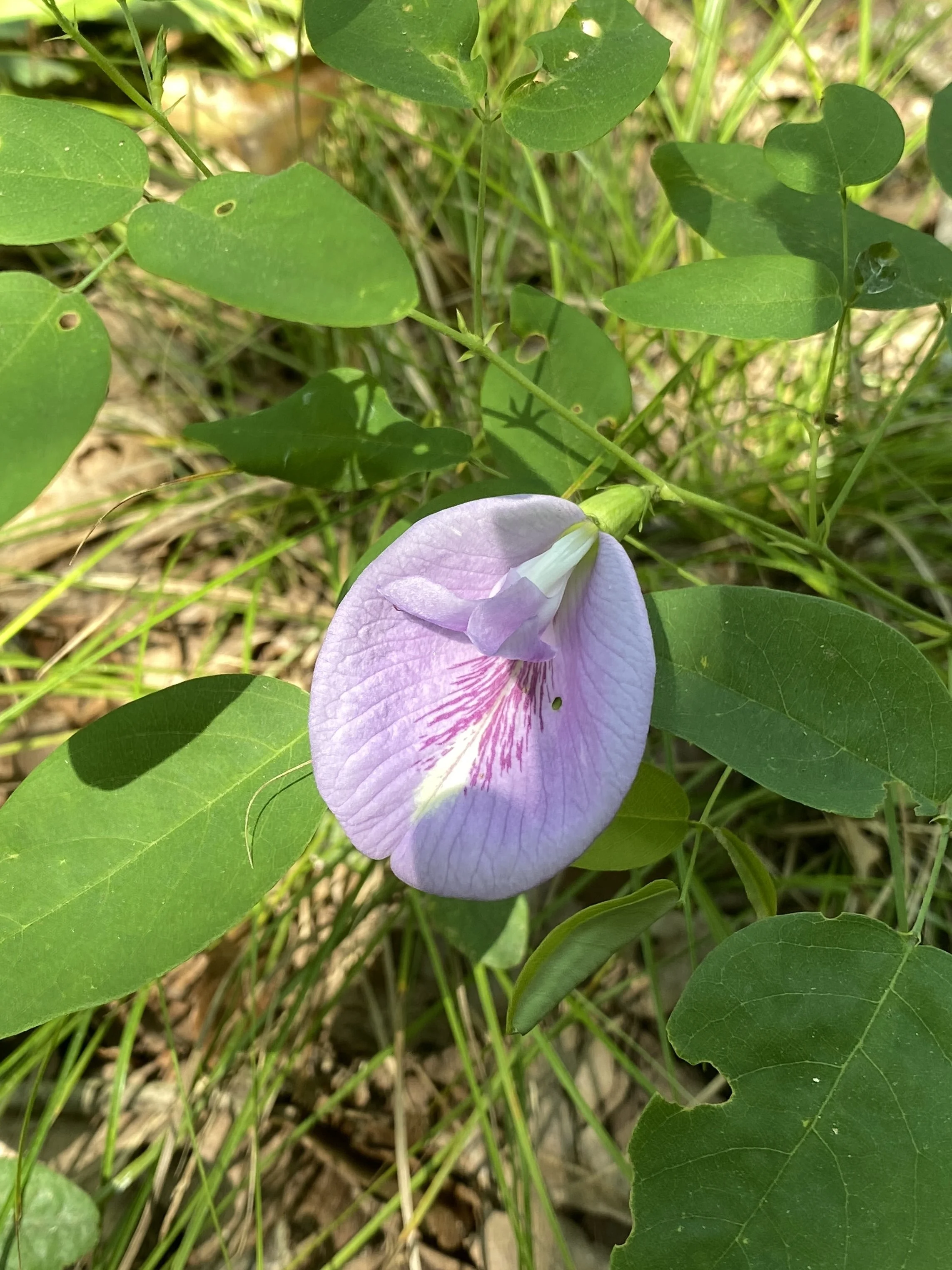 Clitoria mariana (Atlantic Pigeonwings) Native