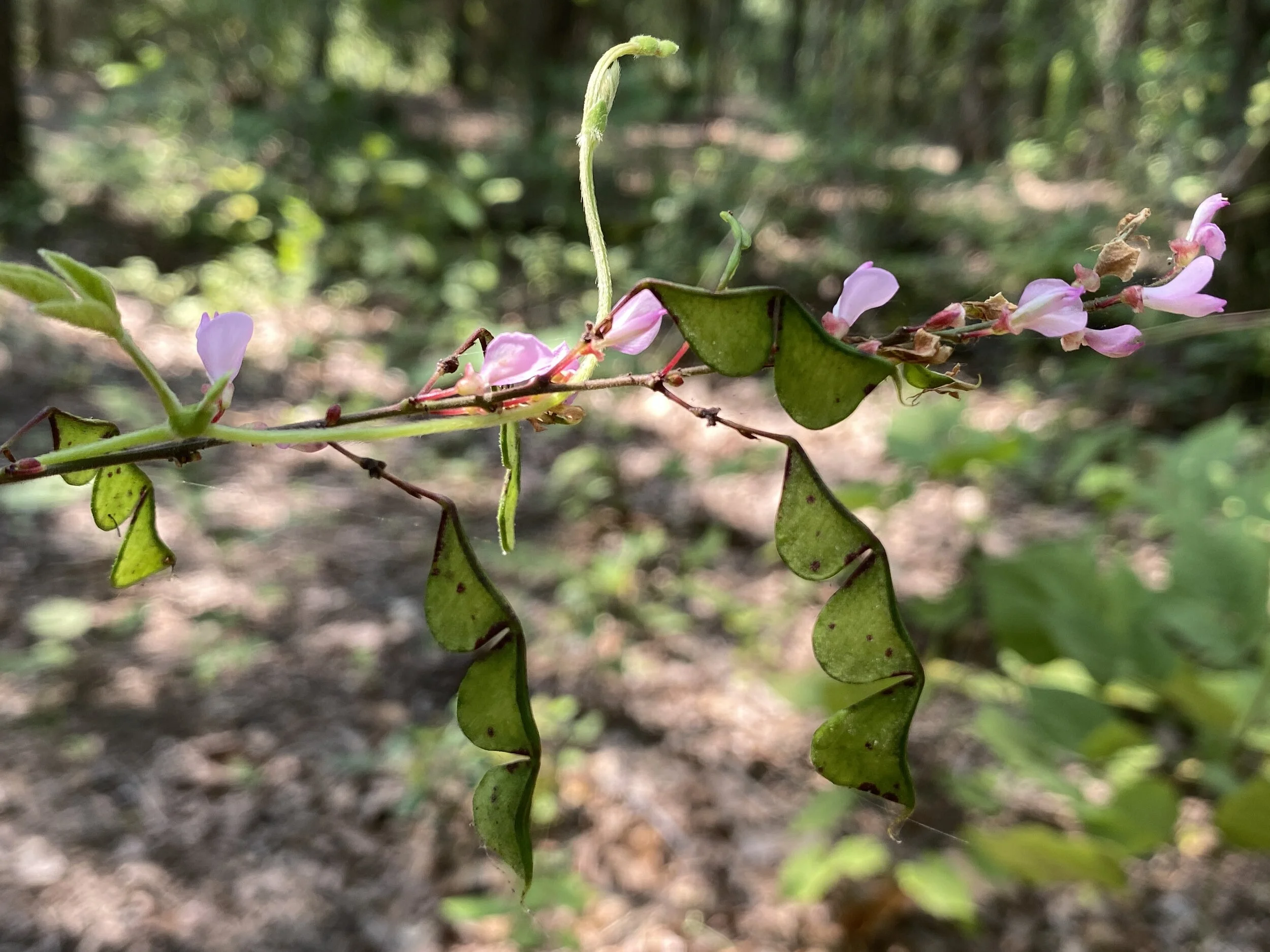 Desmodium paniculatum (Panicled-leaf Ticktrefoil) Native