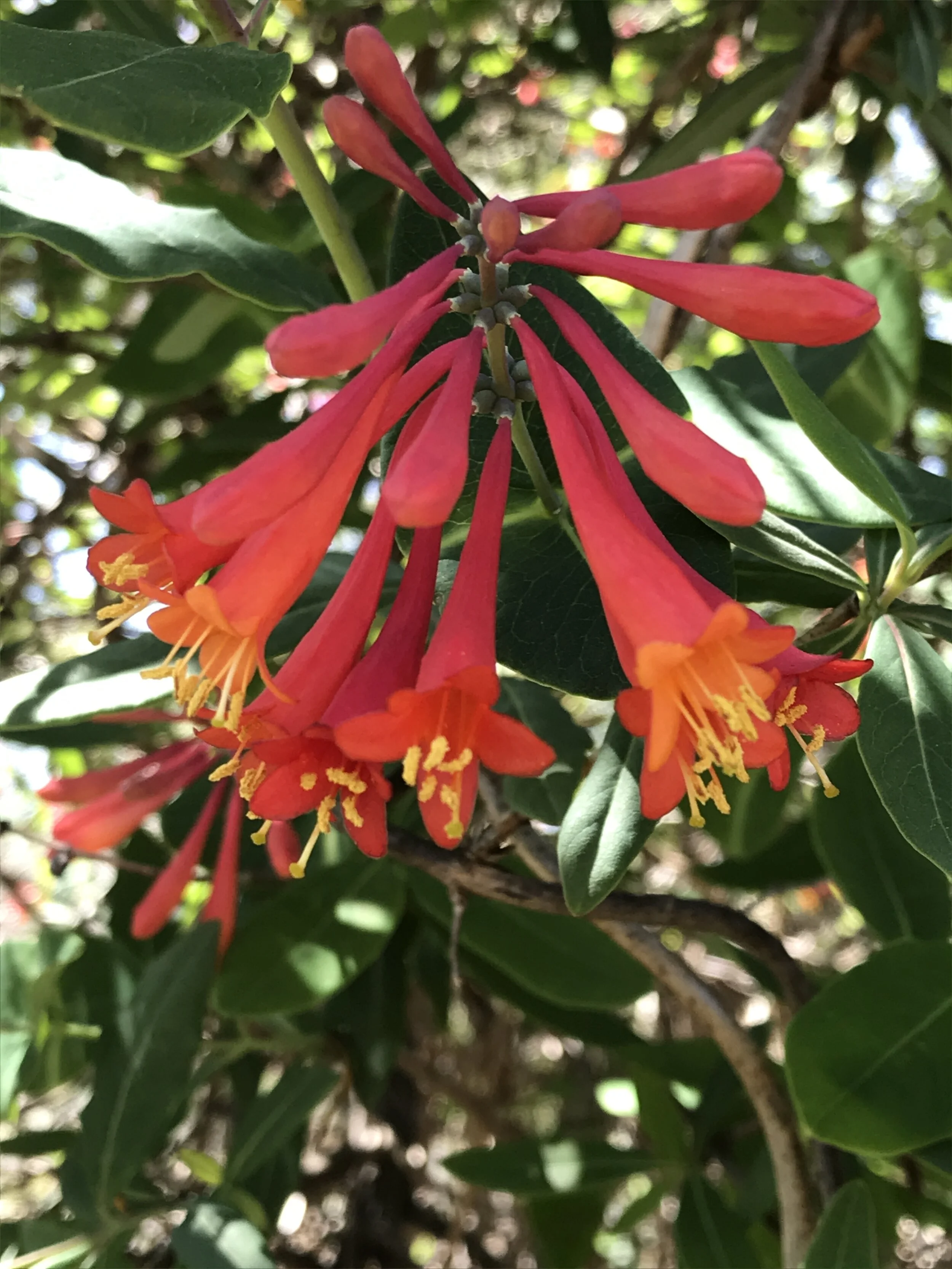 Lonicera sempervirens (Coral Honeysuckle) Native