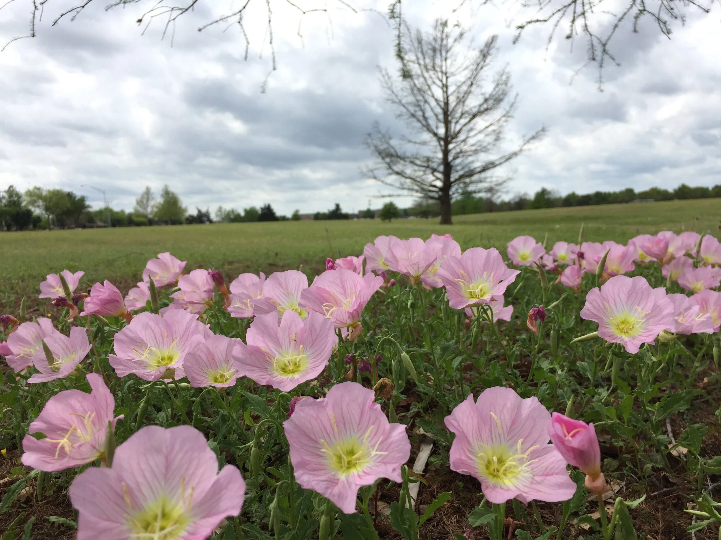 Oenothera speciosa (Showy Evening Primrose) Native