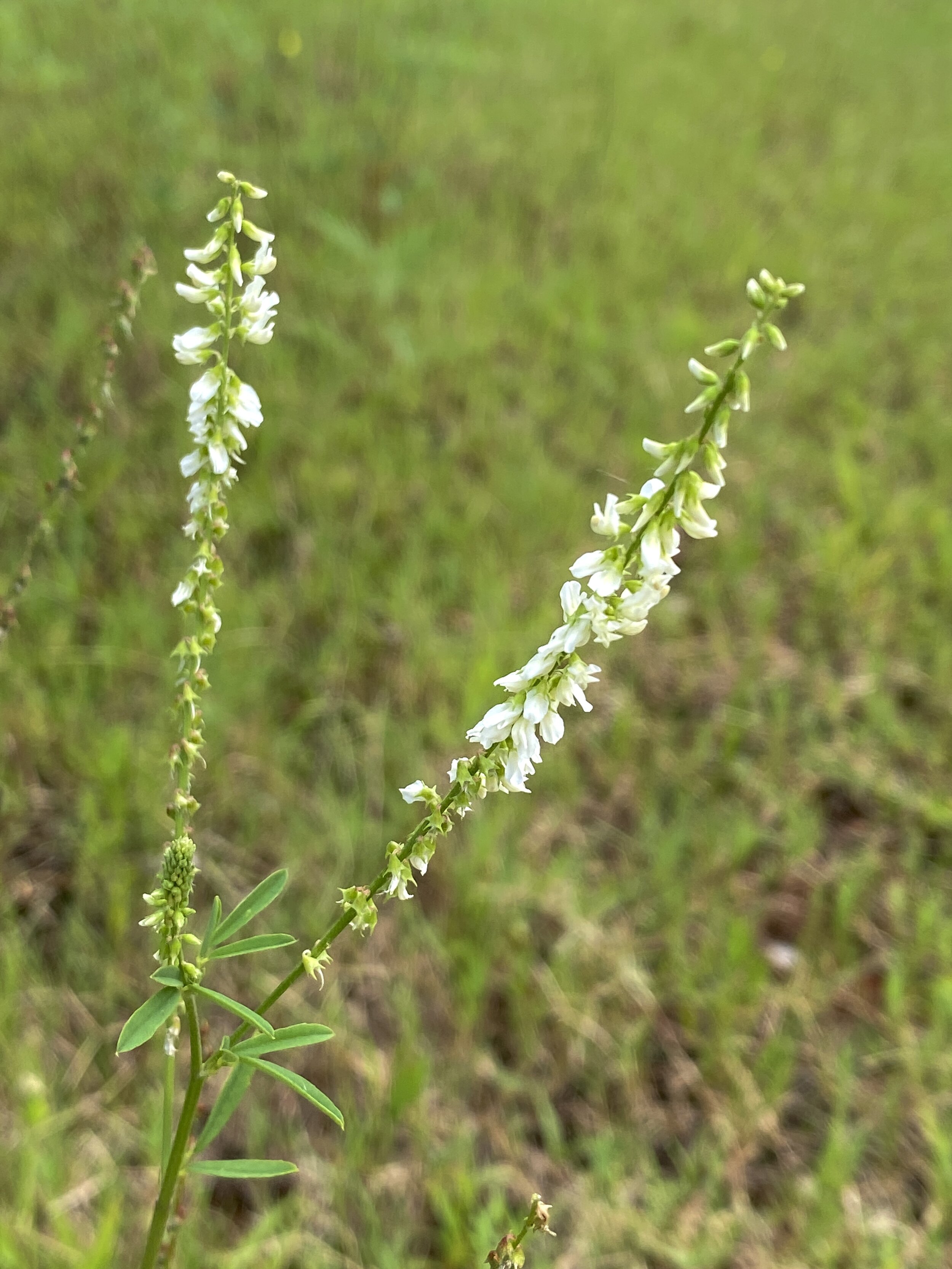 Melilotus albus (White Sweet Clover) Introduced