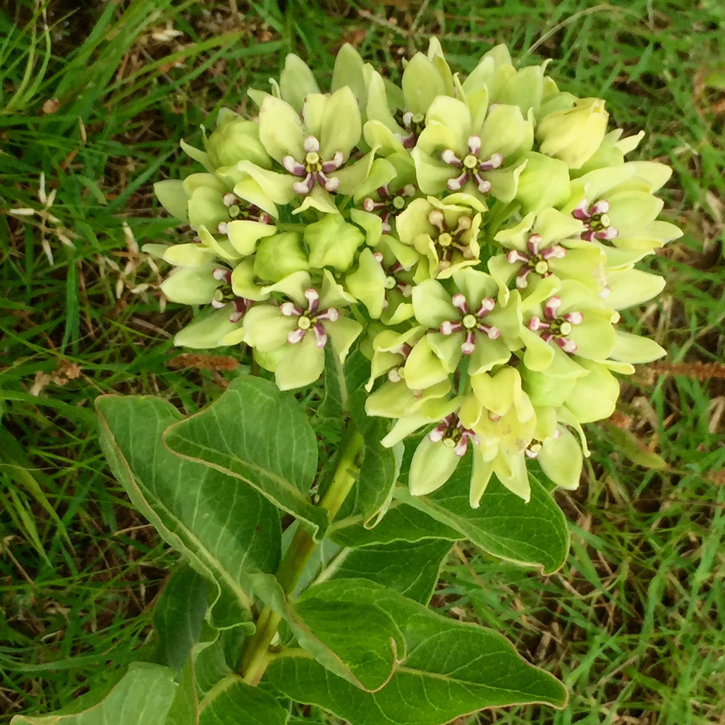 Asclepias viridis (Green Milkweed) Native