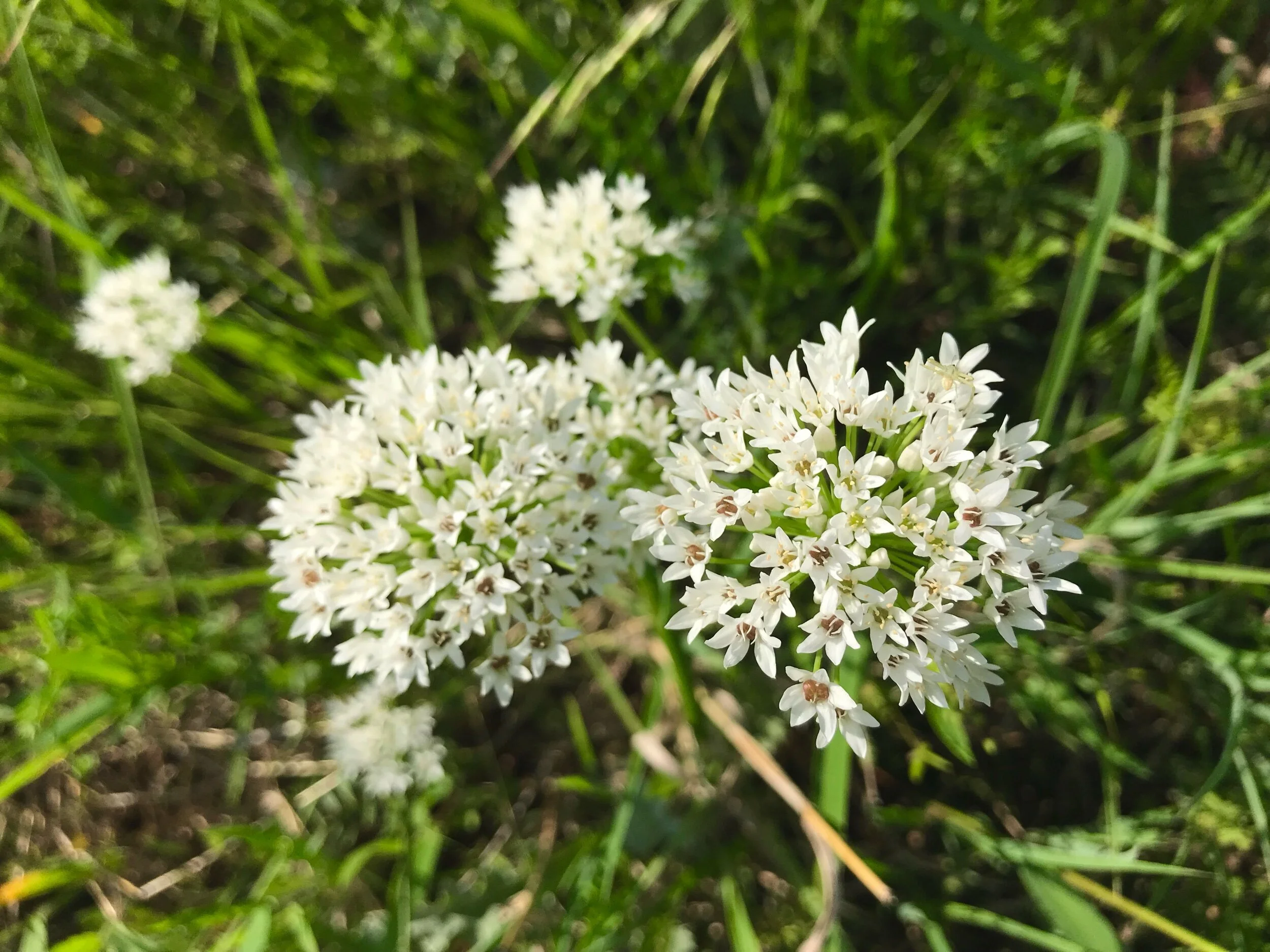 Alllium canadense (Wild Onion) Native