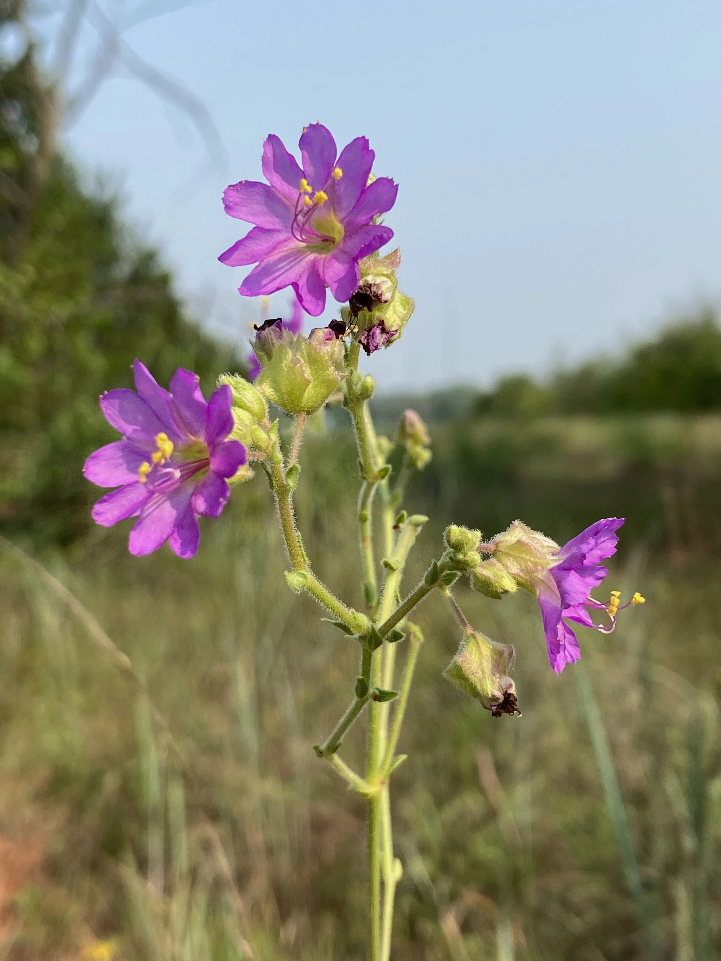 Mirabilis albida (Hairy Four O’ Clock) Native