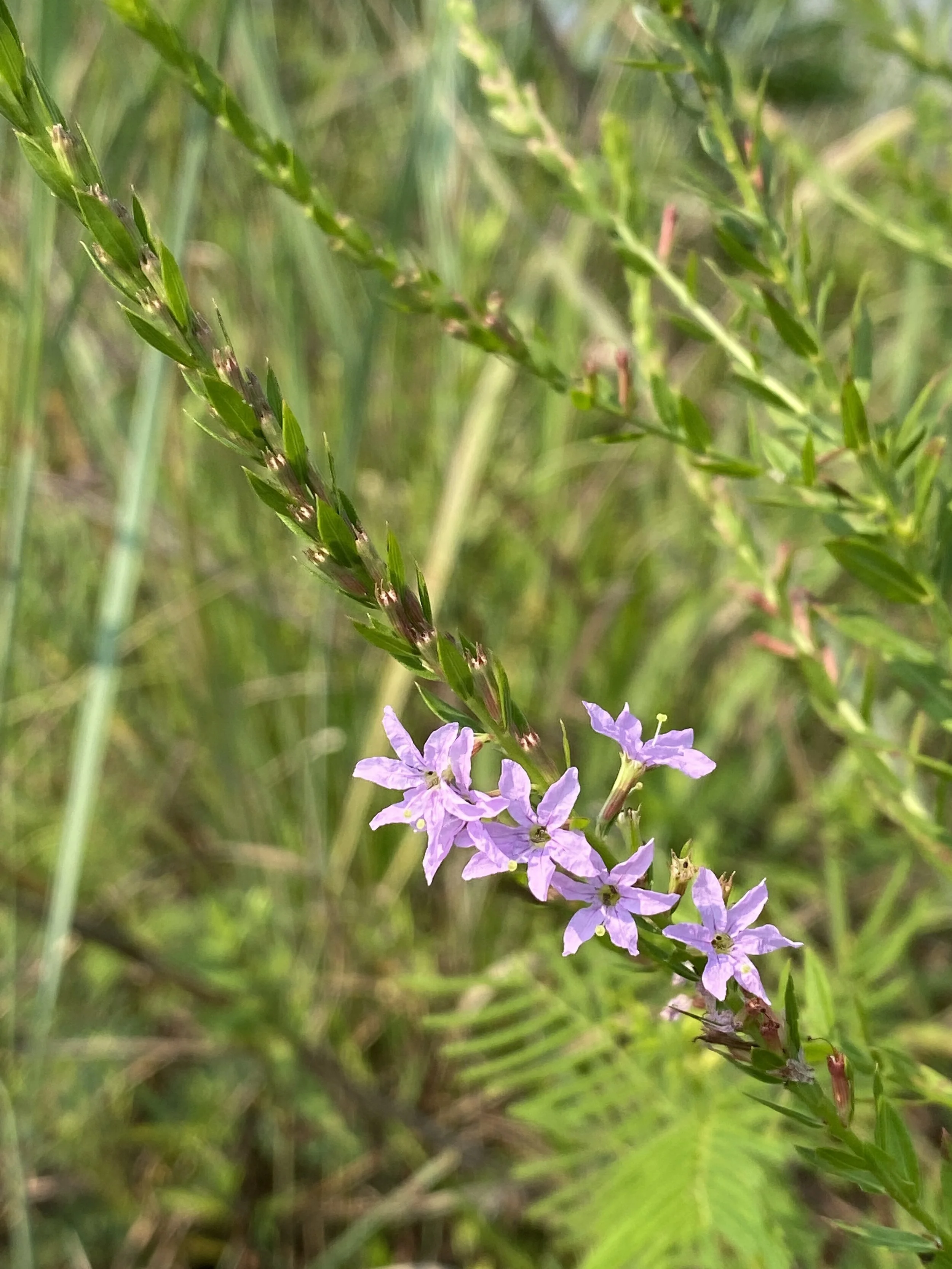 Lythrum alatum (Winged Loosestrife) Native
