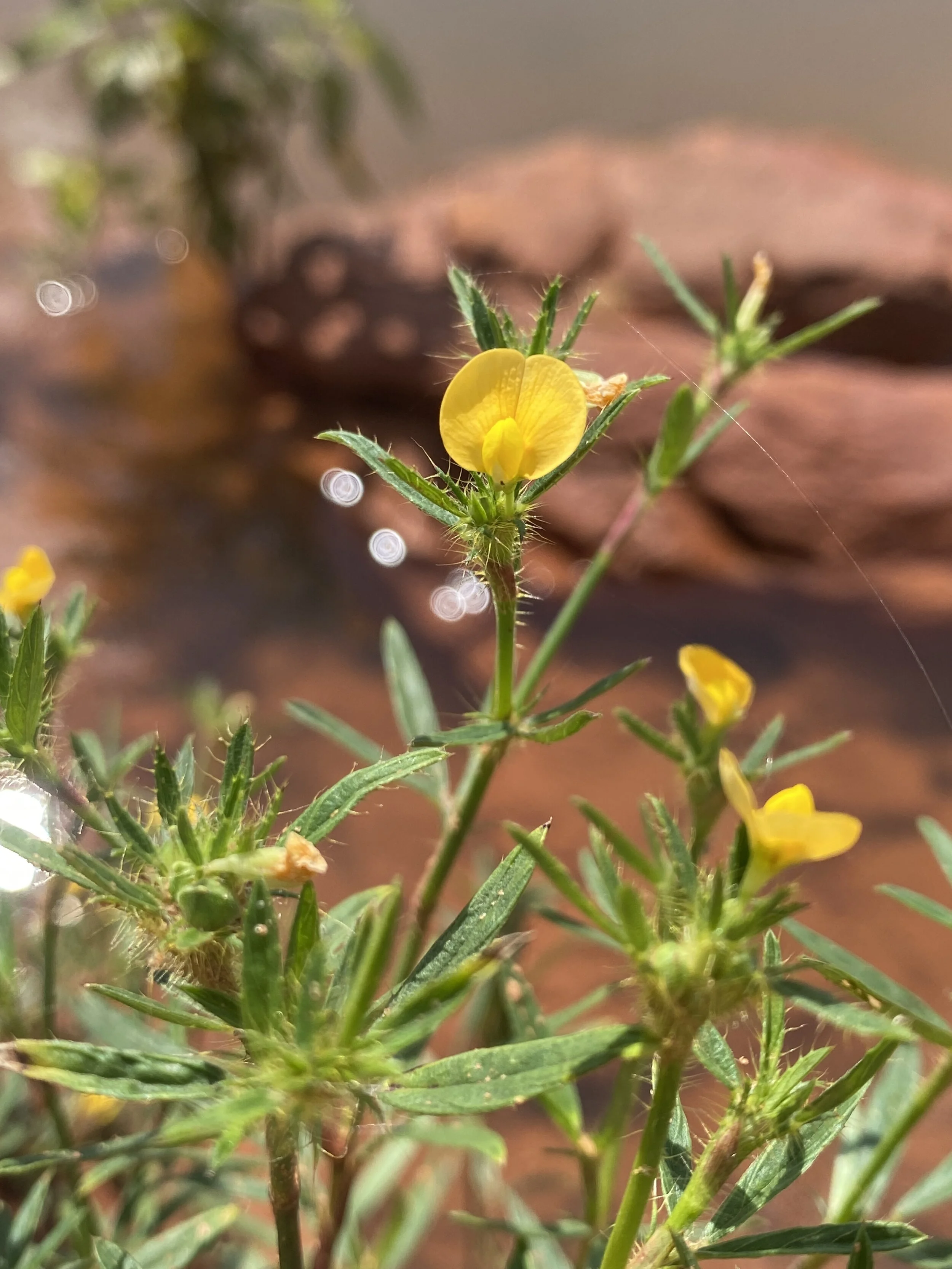 Stylosanthes biflora (Sidebeak Pencilflower) Native