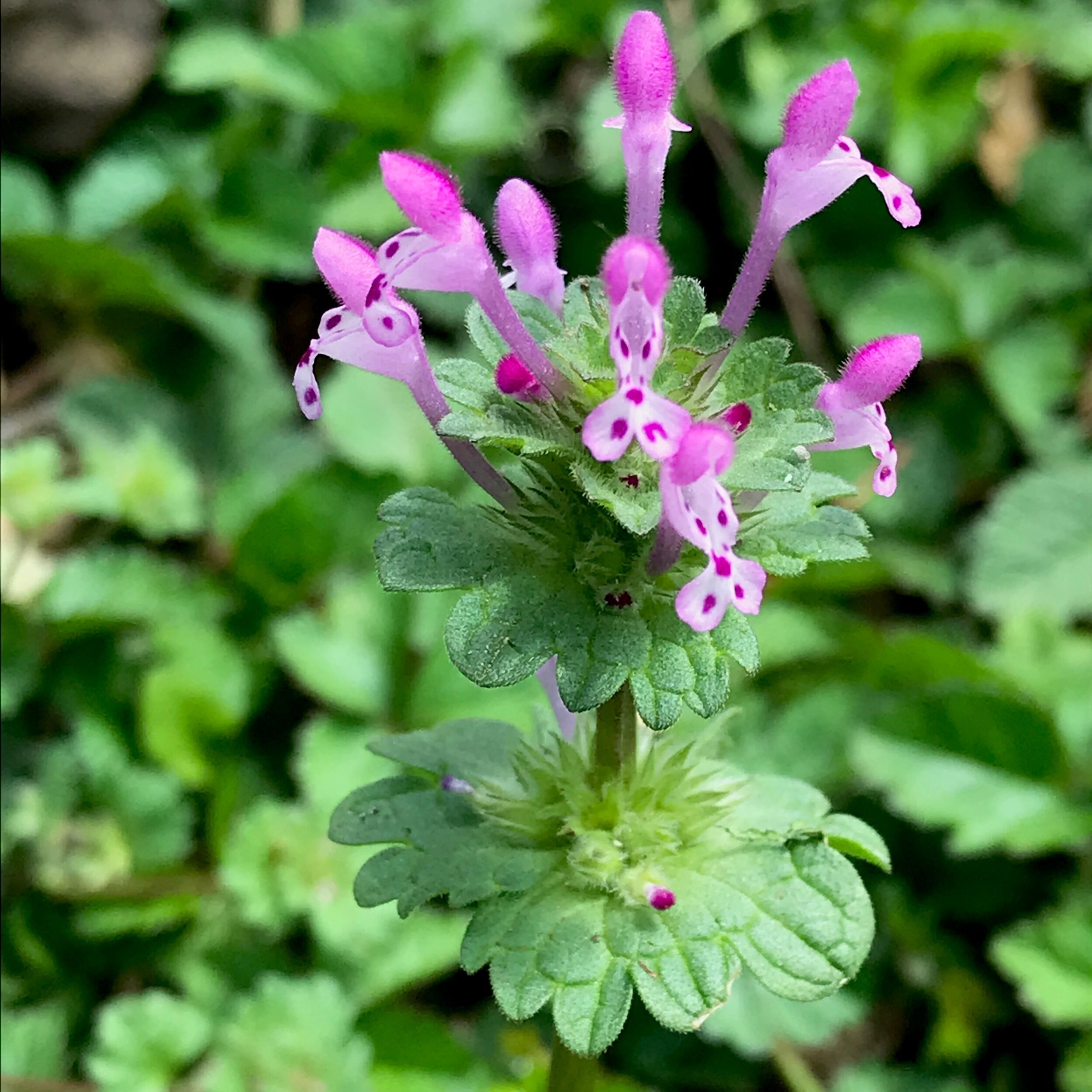 Lamium amplexicaule (Henbit) Introduced