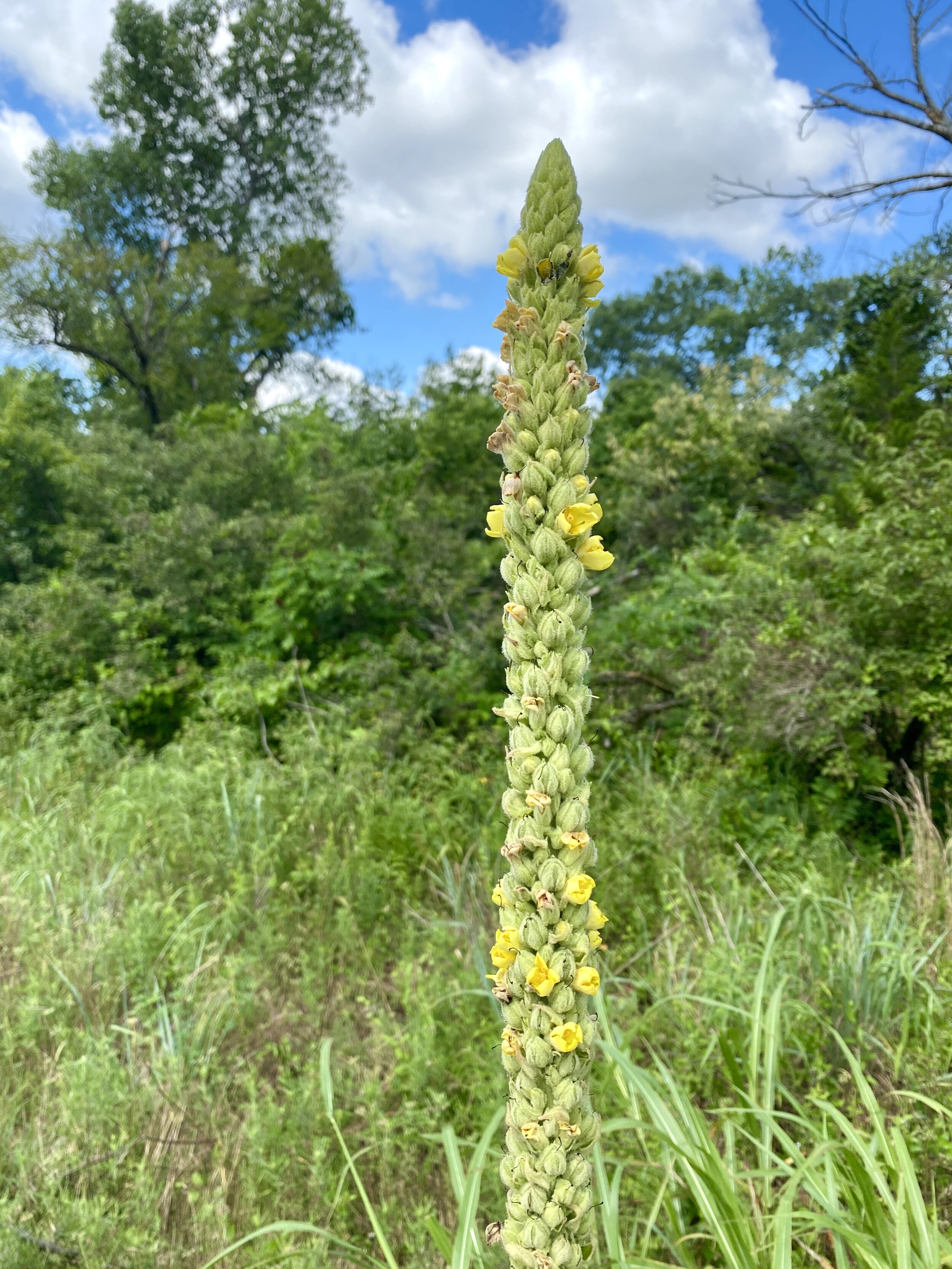  Verbascum thapsus (Great Mullein) Introduced INVASIVE 