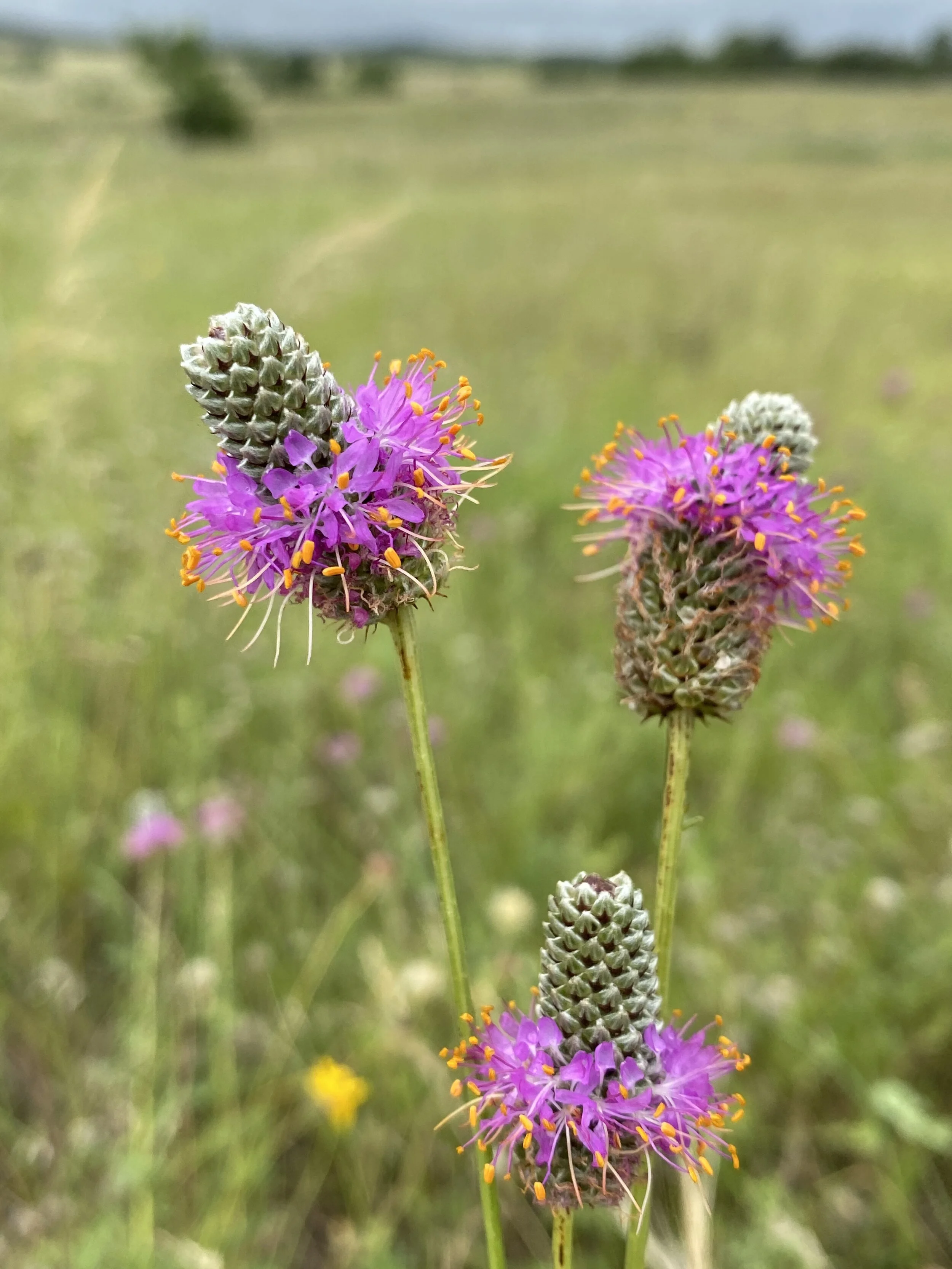 Dalea purpurea (Purple Prairie Clover) Native