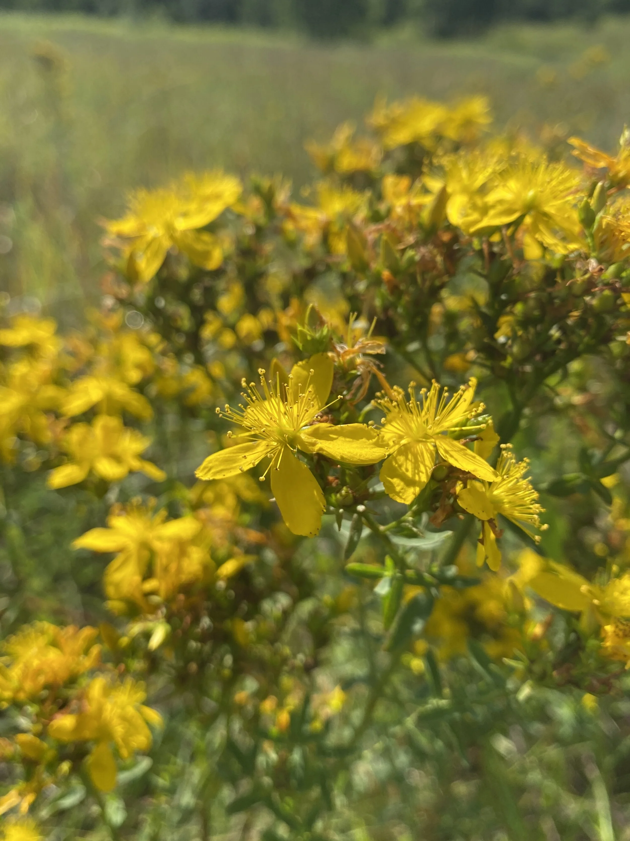 Hypericum perforatum (Perforate St. John’s Wort) Introduced INVASIVE