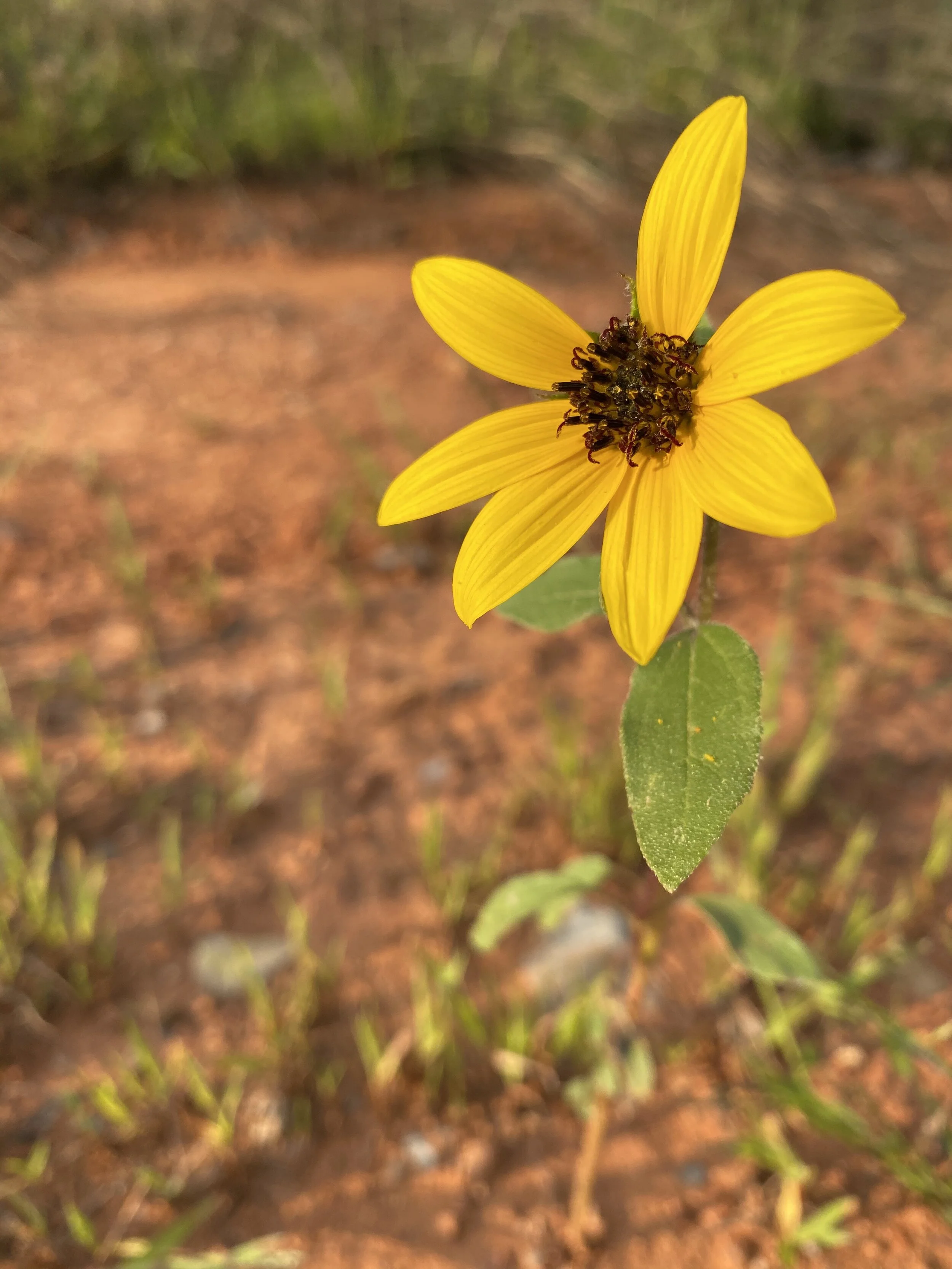 Helianthus petiolaris (Plains Sunflower) Native