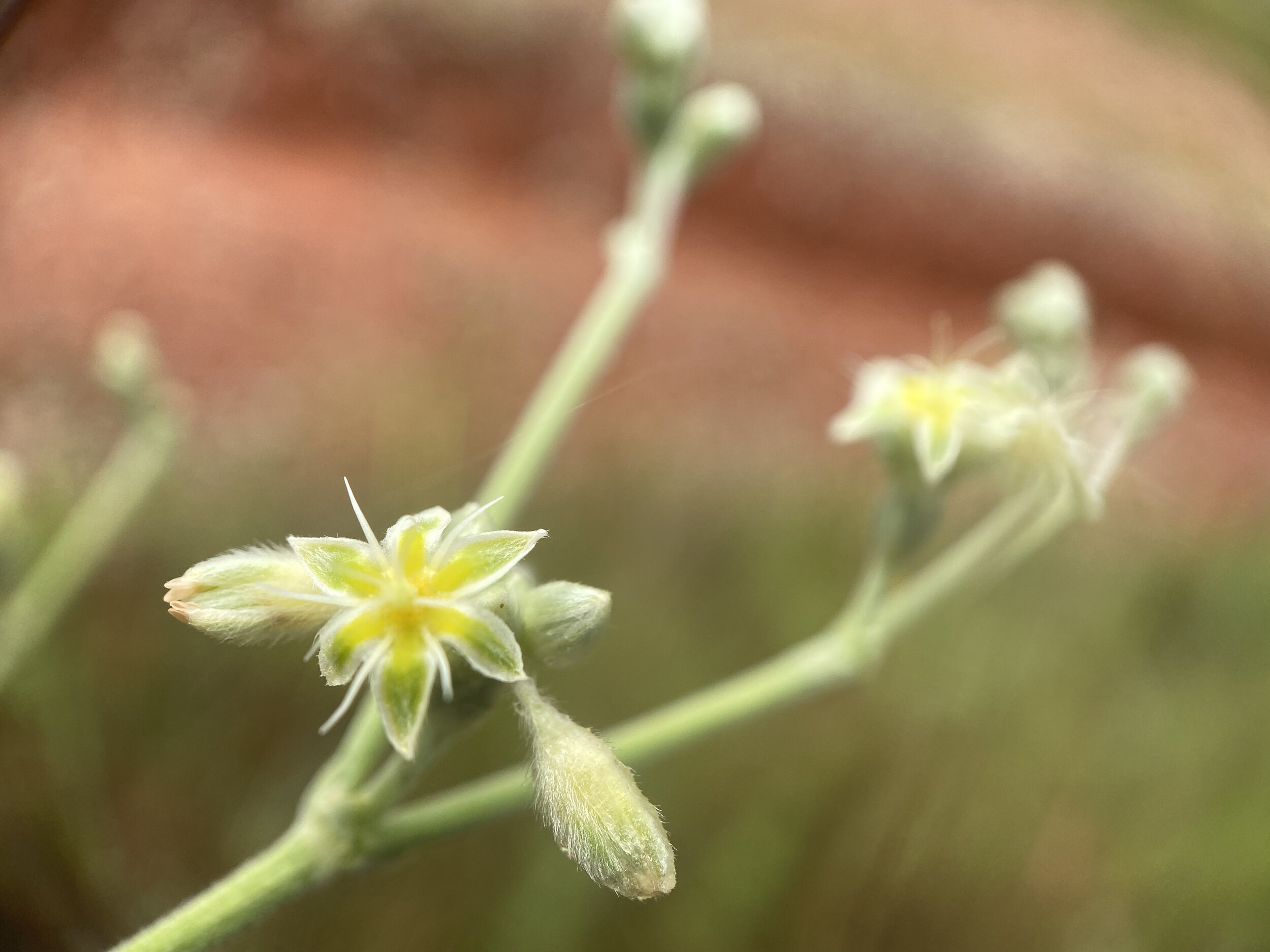 Eriogonum longifolium (Long-leaf Buckwheat) Native
