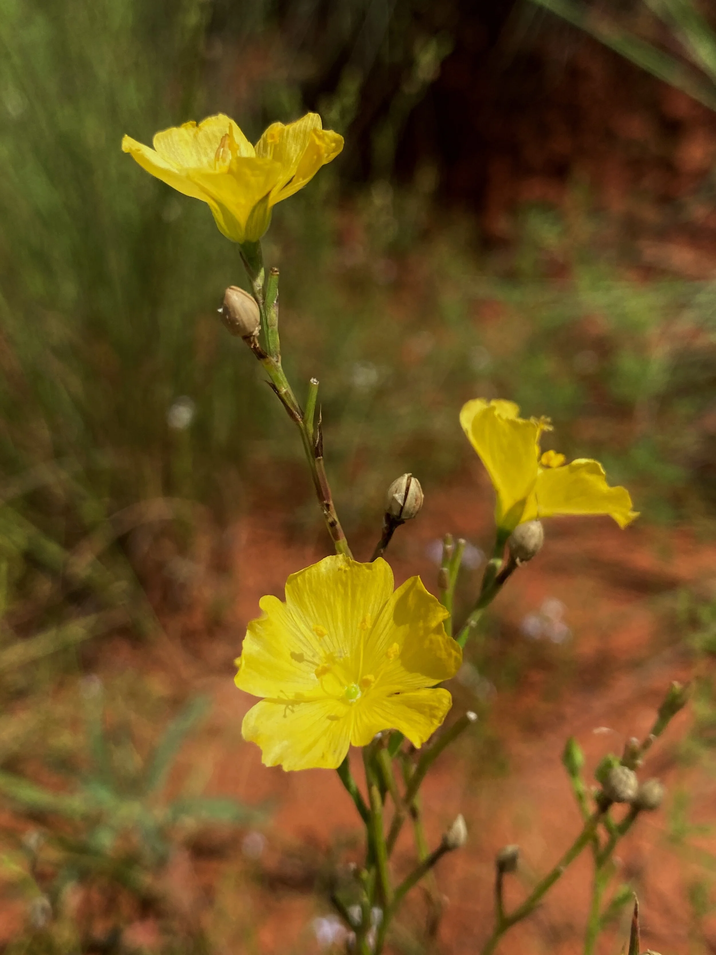 Linum sulcatum (Yellow Flax) Native