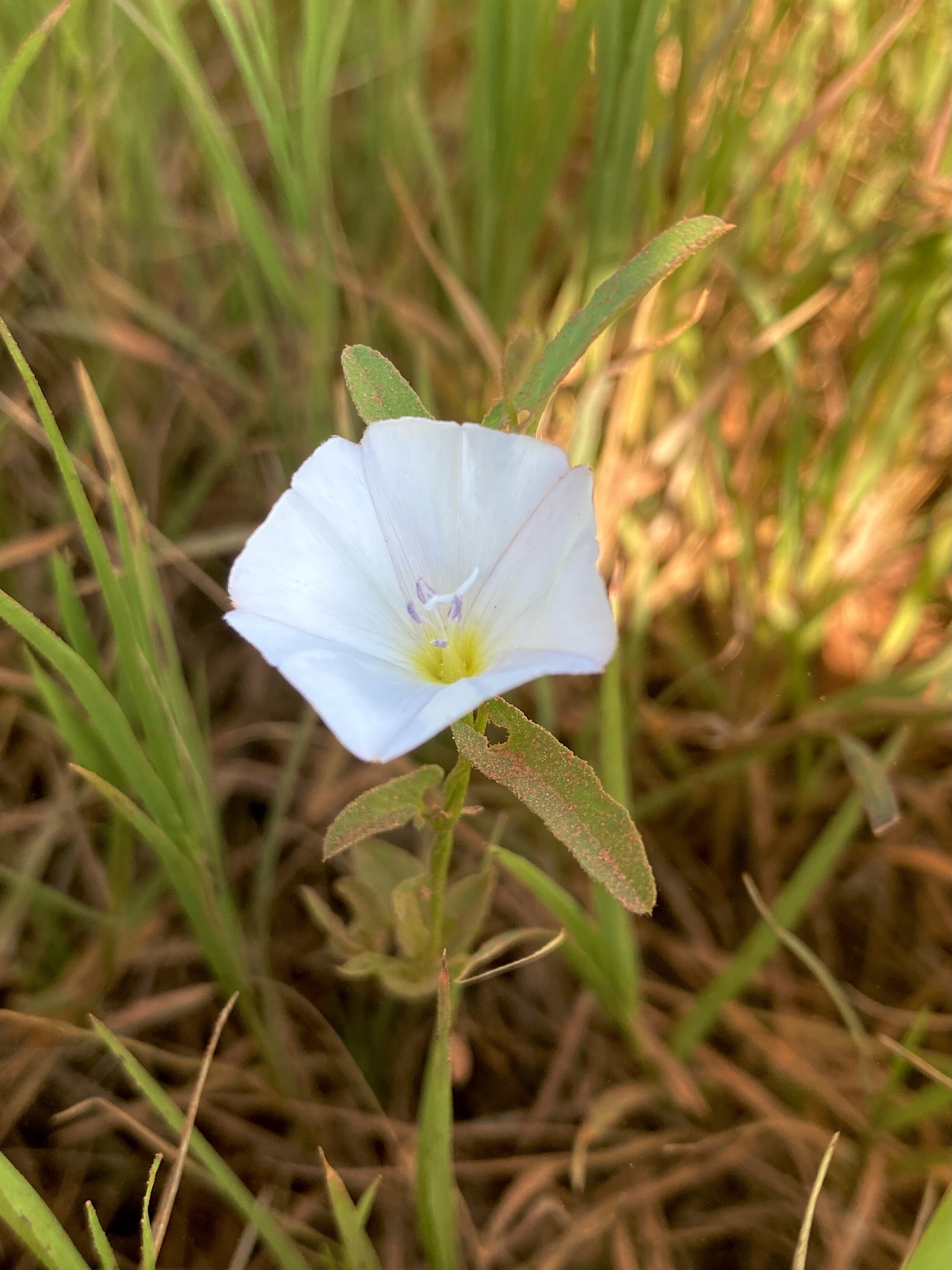 Convolvulos arvensis (Field Bindweed) Introduced INVASIVE