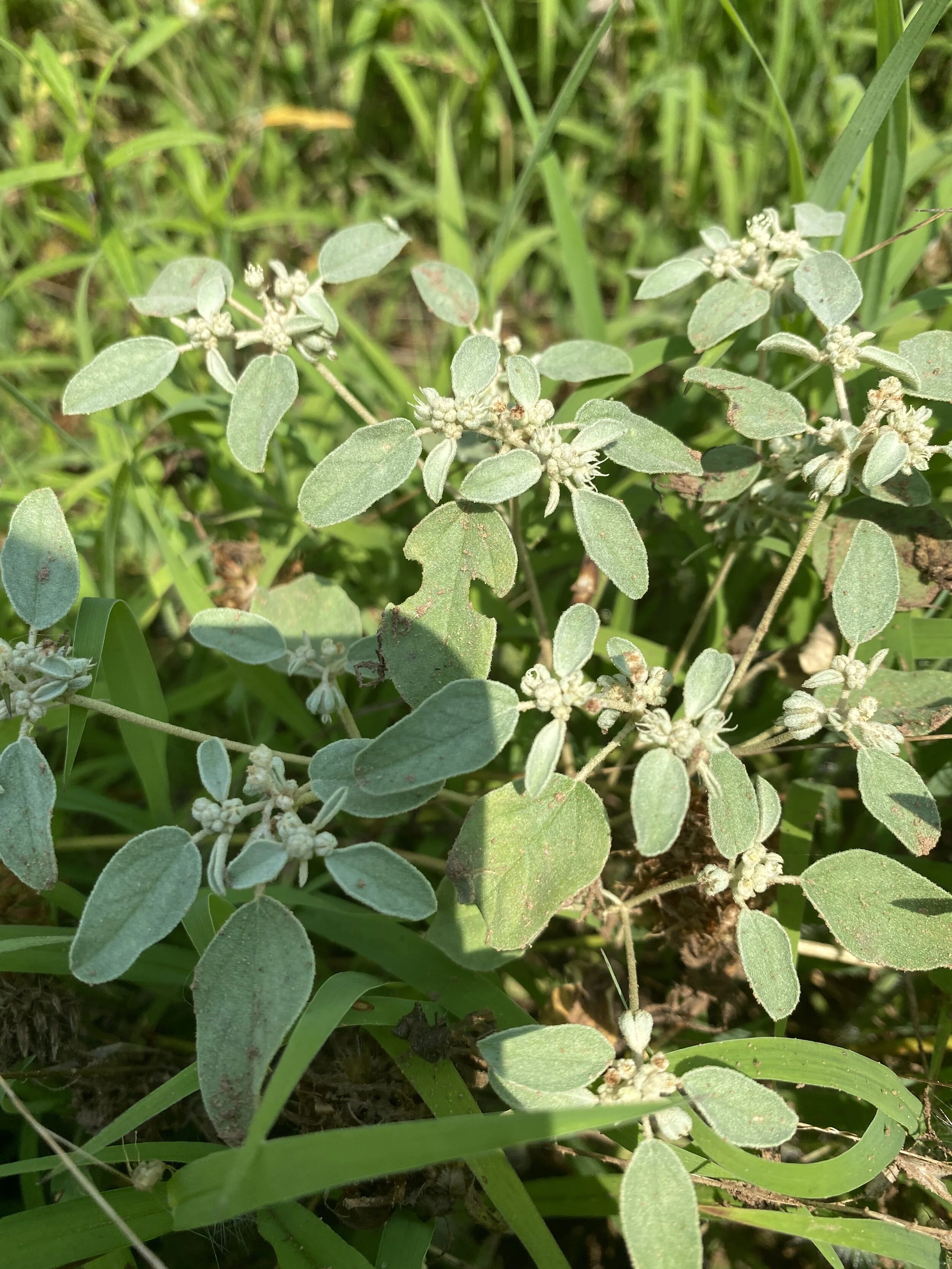 Croton monanthogynus (Prairie Tea) Native