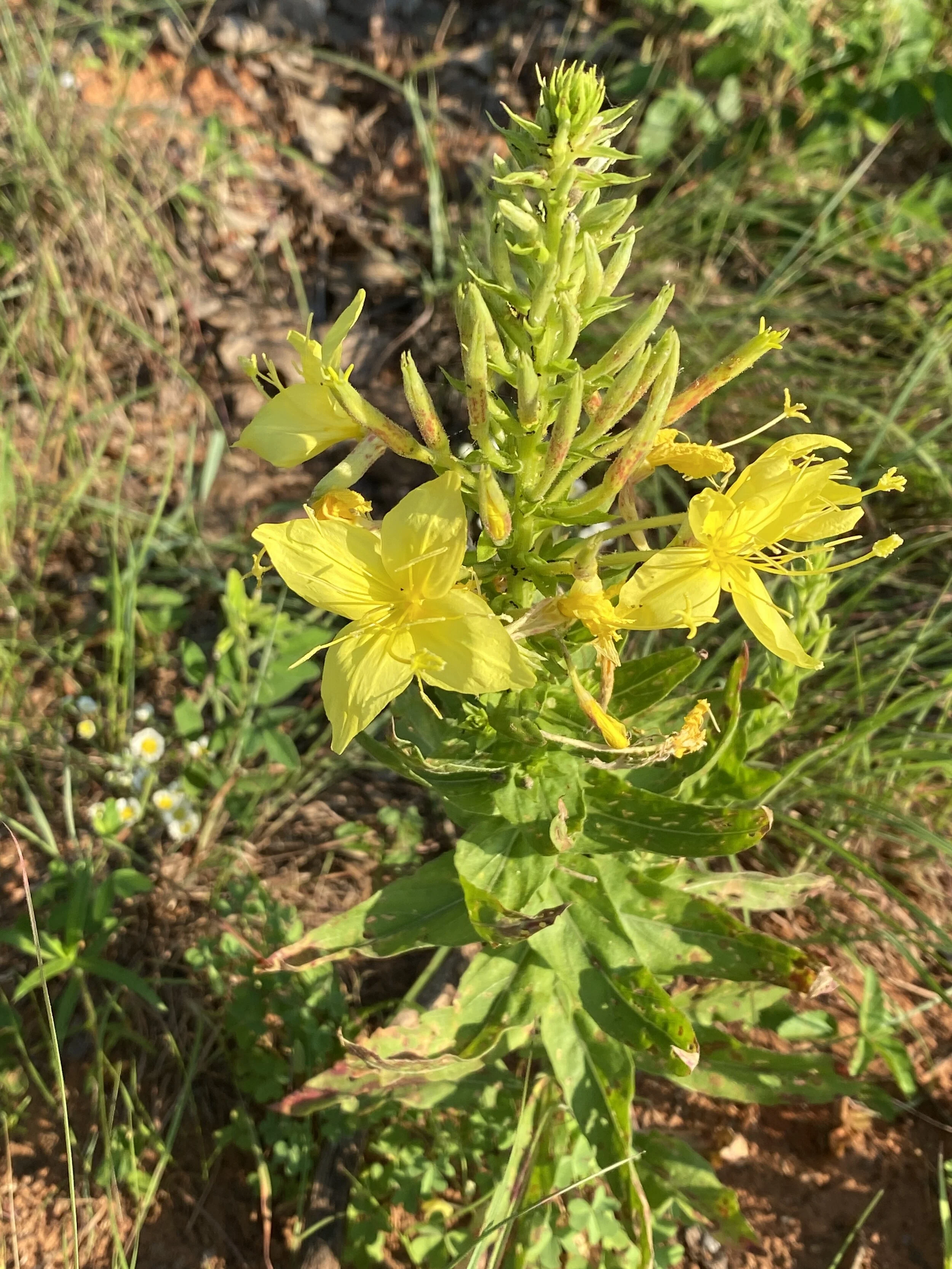 Oenothera biennis (Common Evening Primrose) Native