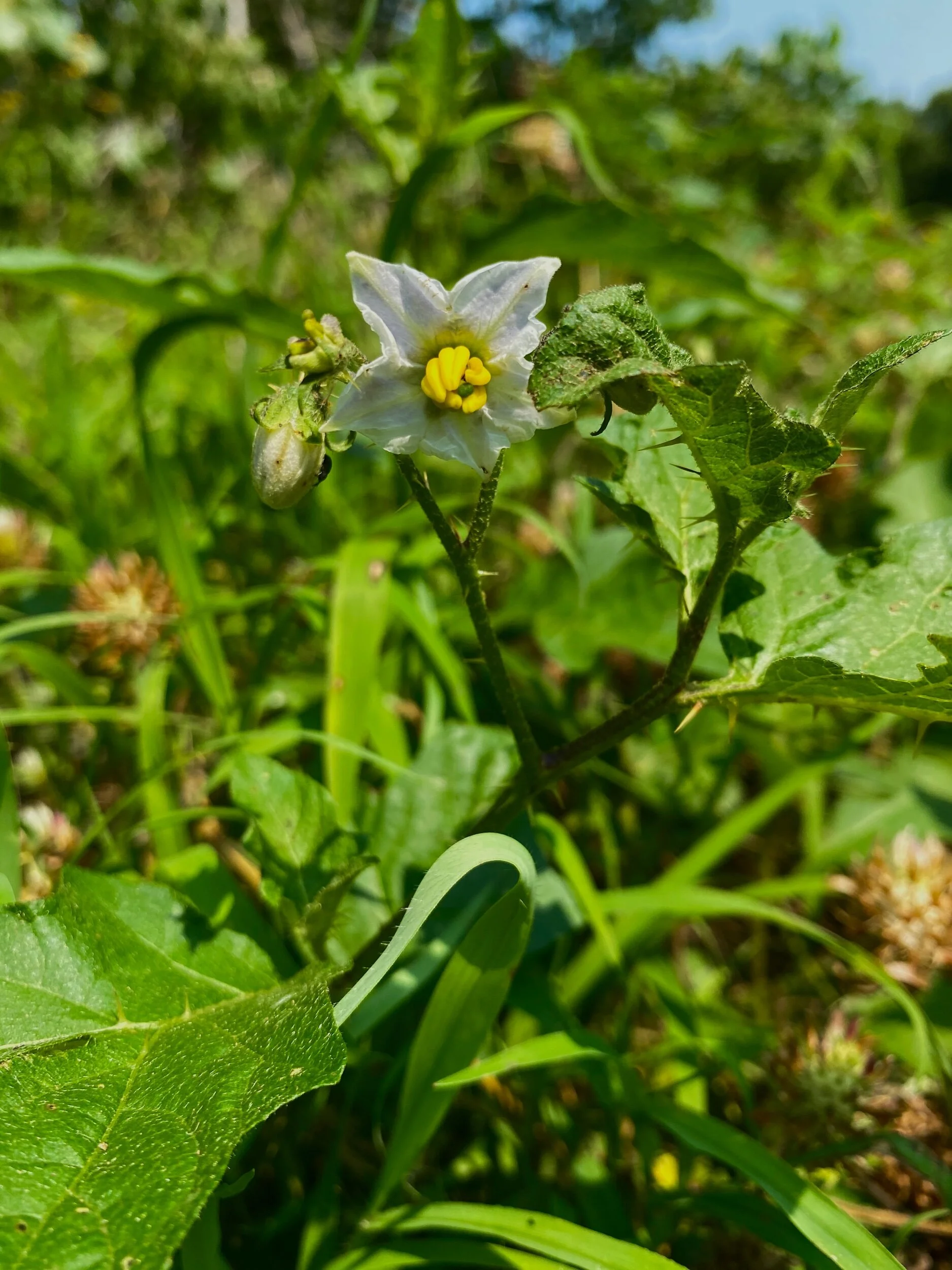 Solanum carolinense (Carolina Horsenettle) Native