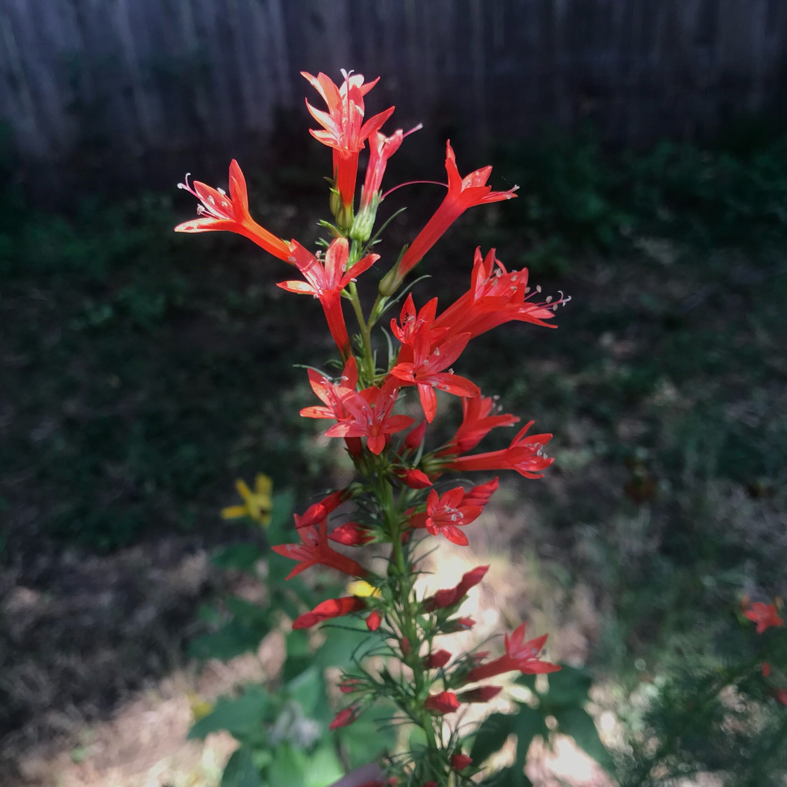 Ipomopsis rubra (Standing Cypress) Native