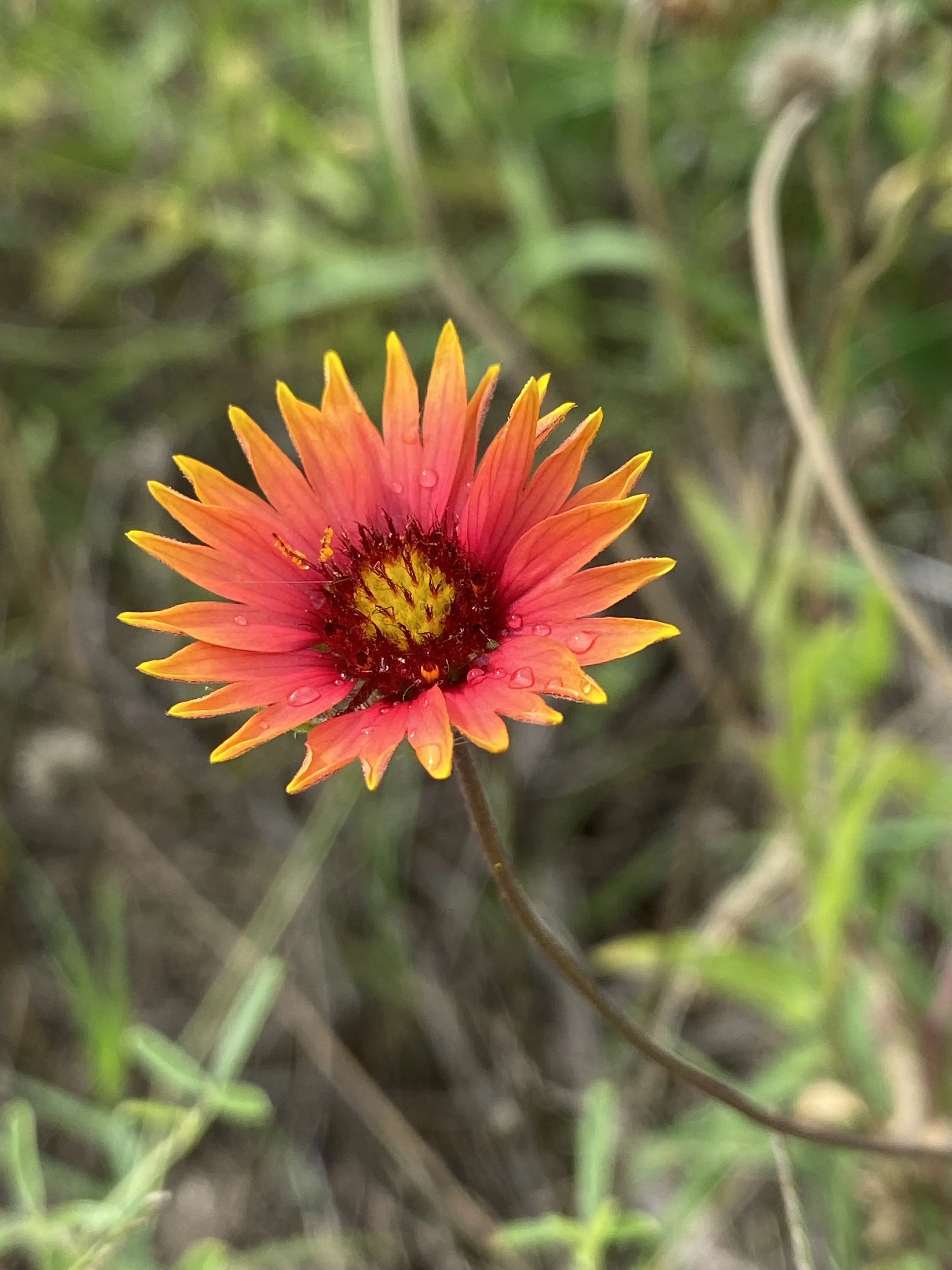Gaillardia pulchella (Indian Blanket) Native