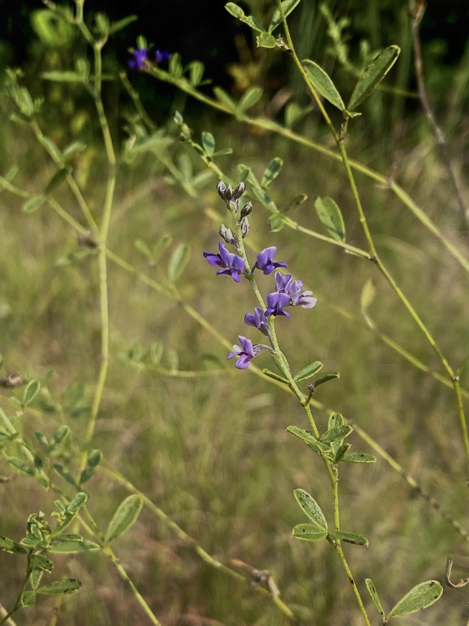 Psoralidium tenuiflorum (Slimflower scurfpea) Native