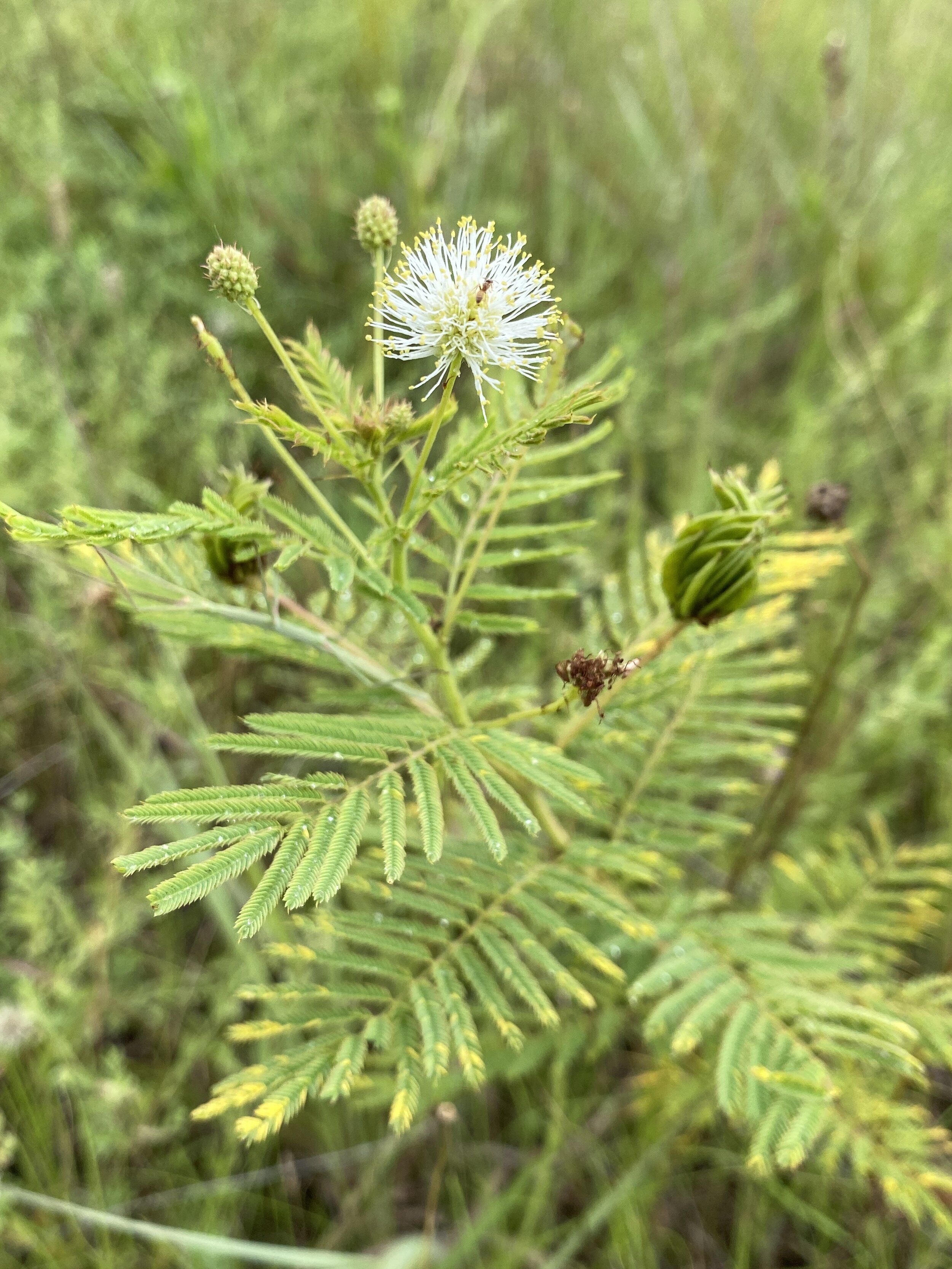 Desmanthus illinoensis (Illinois Bundleflower) Native