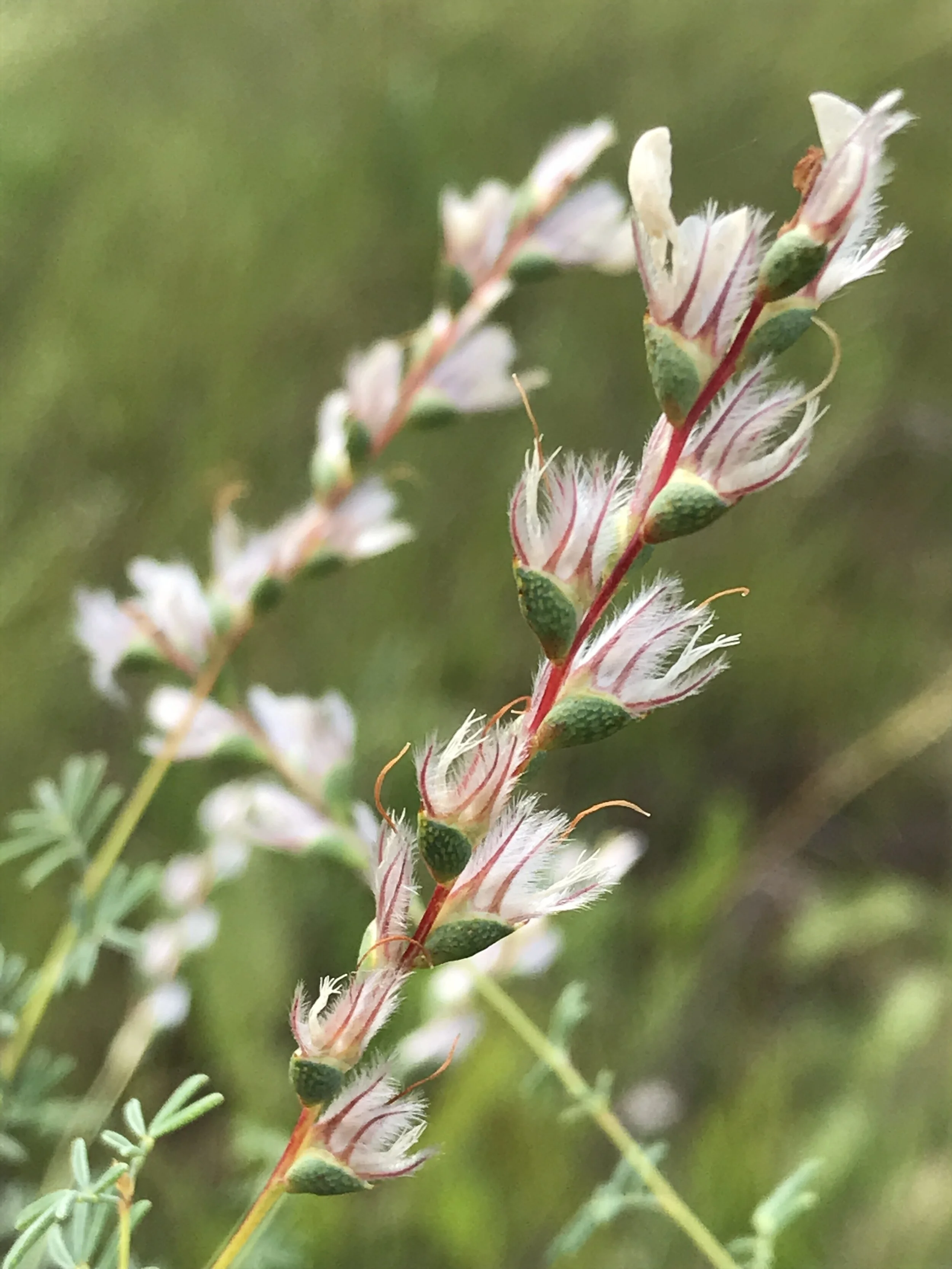 Dalea enneandra (Nine-anther Prairie Clover) Native