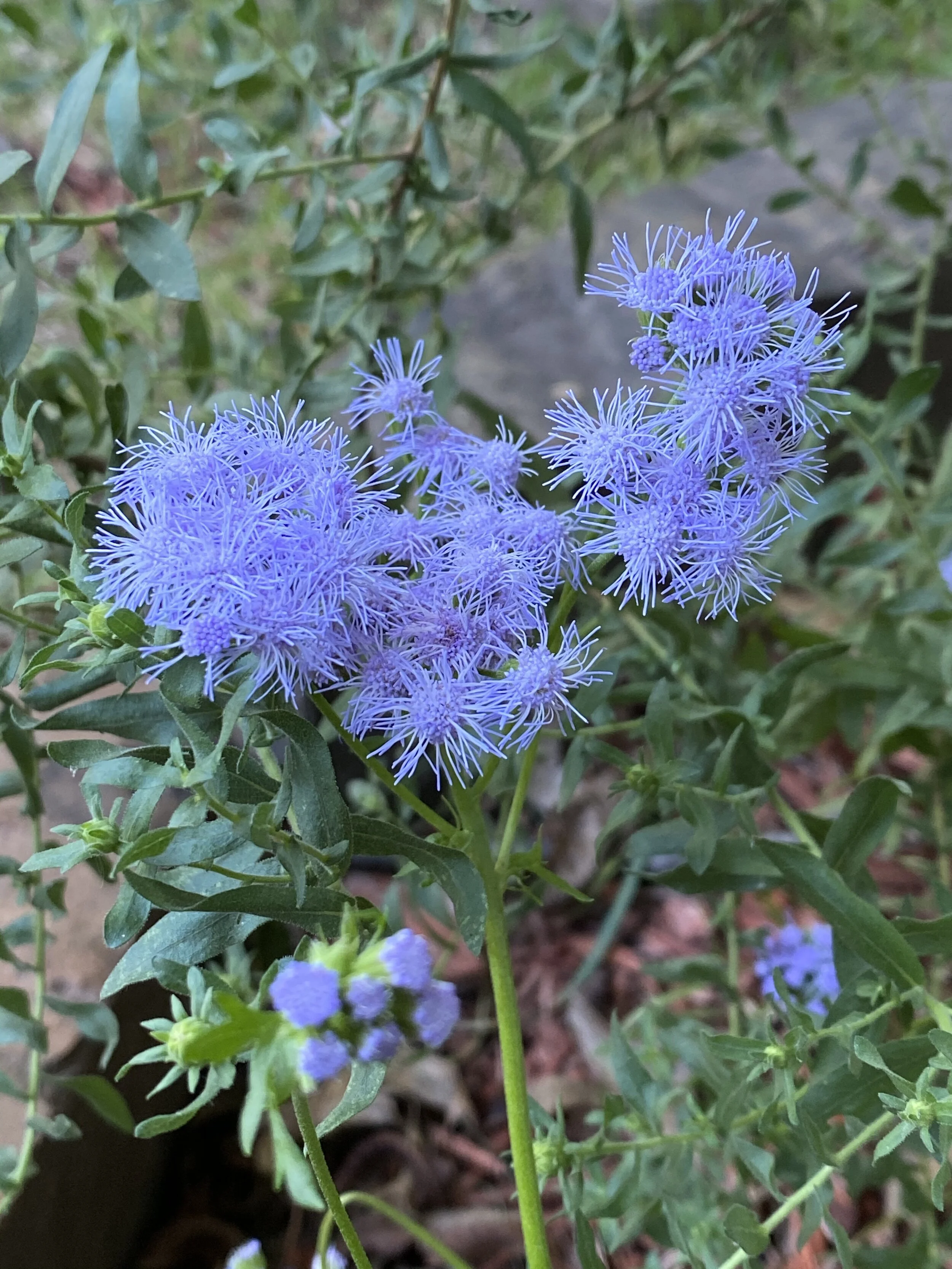 Conoclinium coelestinum (Blue Mistflower) Native