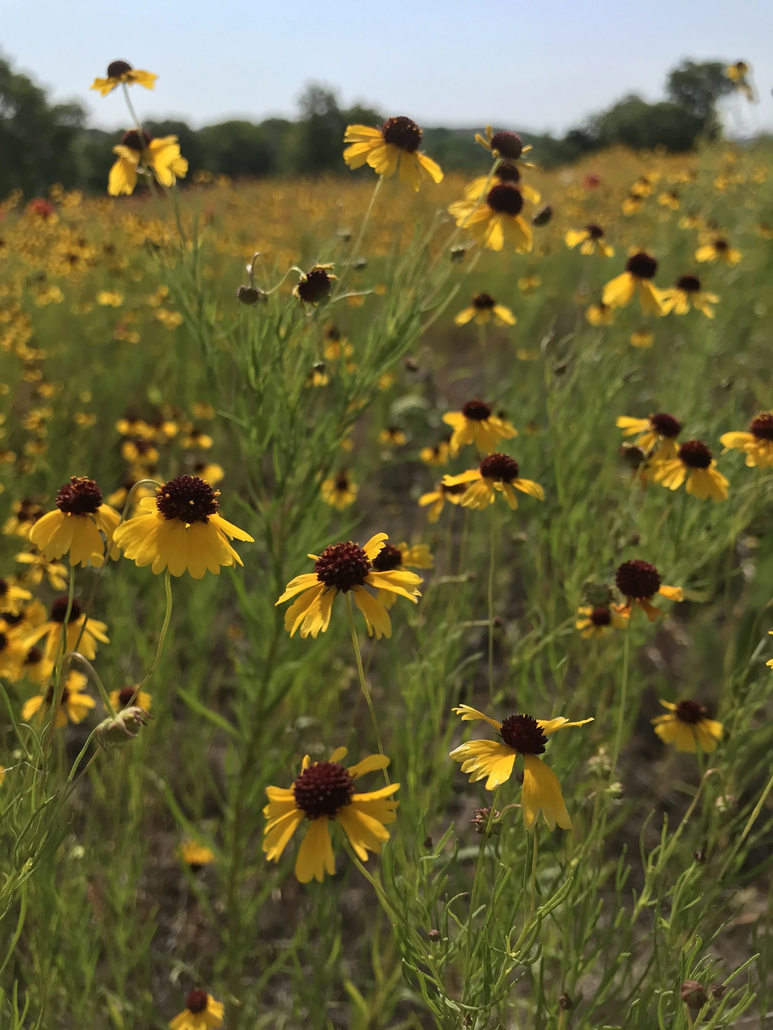 Helenium flexuosum (Purplehead Sneezeweed) Native