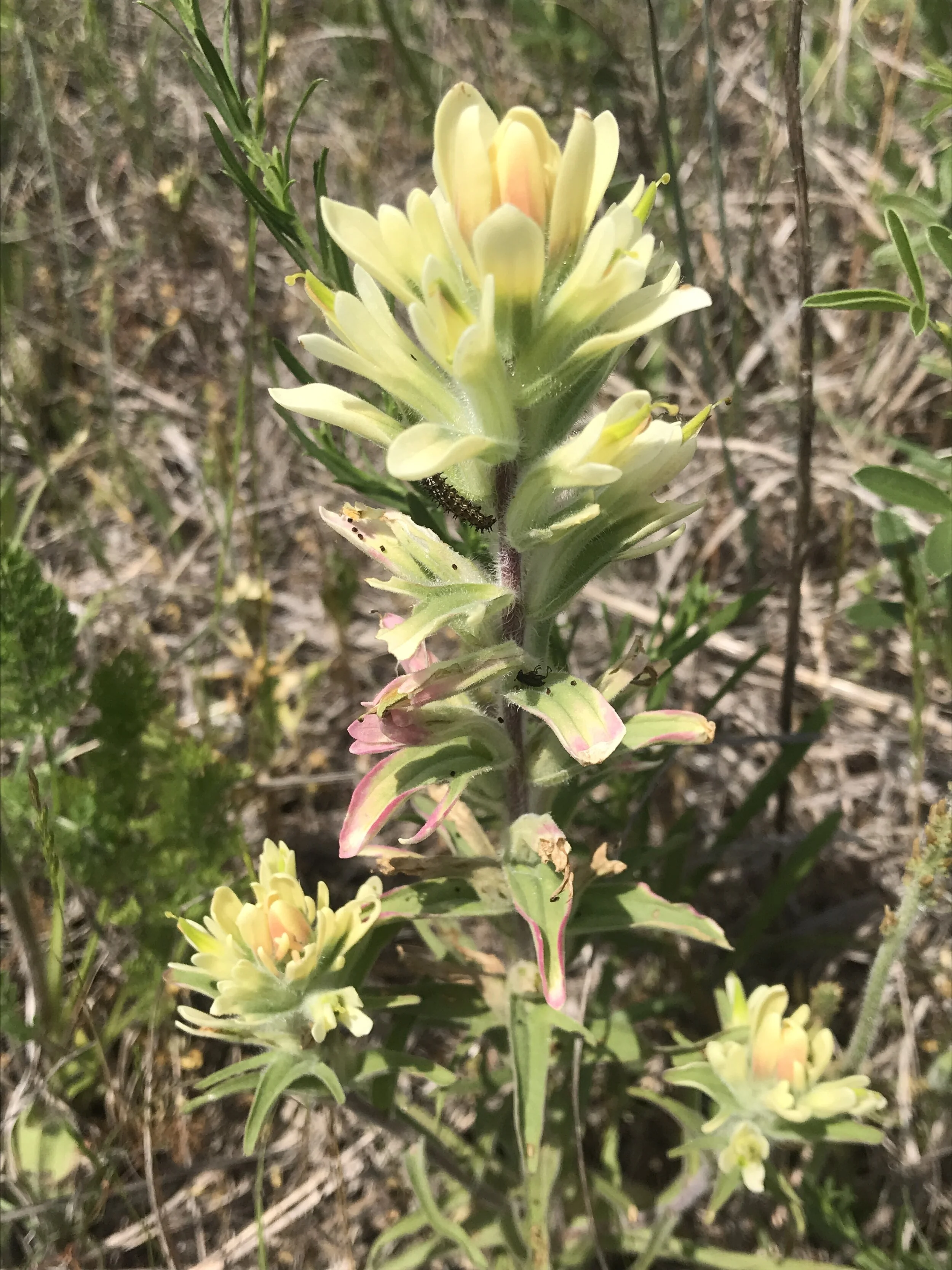 Castilleja purpurea var. citrina (Yellow Paintbrush) Native
