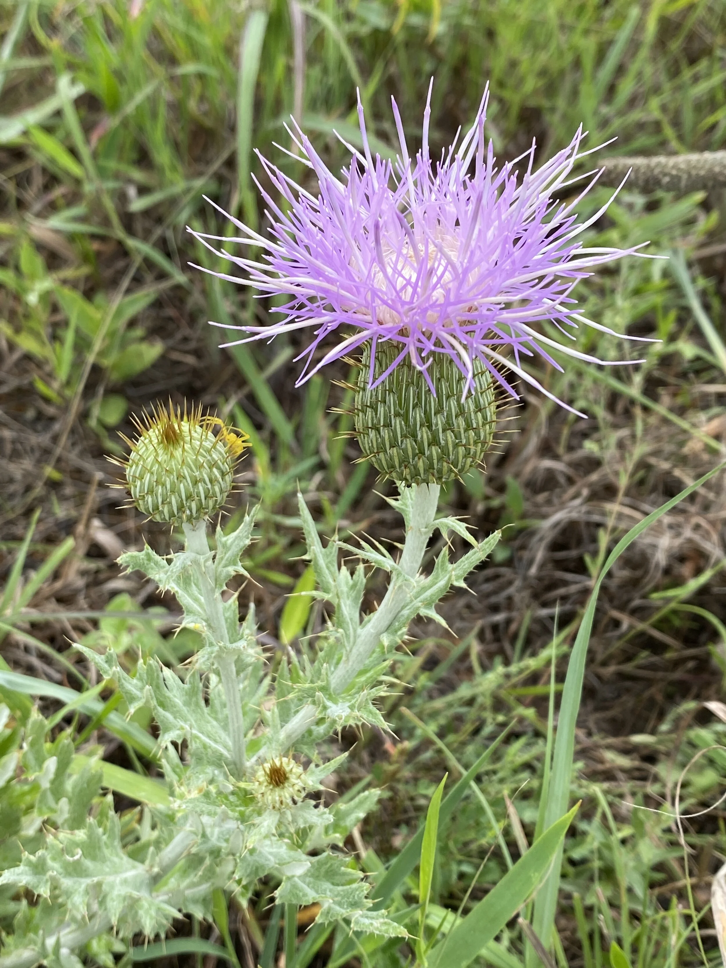 Cirsium discolor (Field Thistle) Native