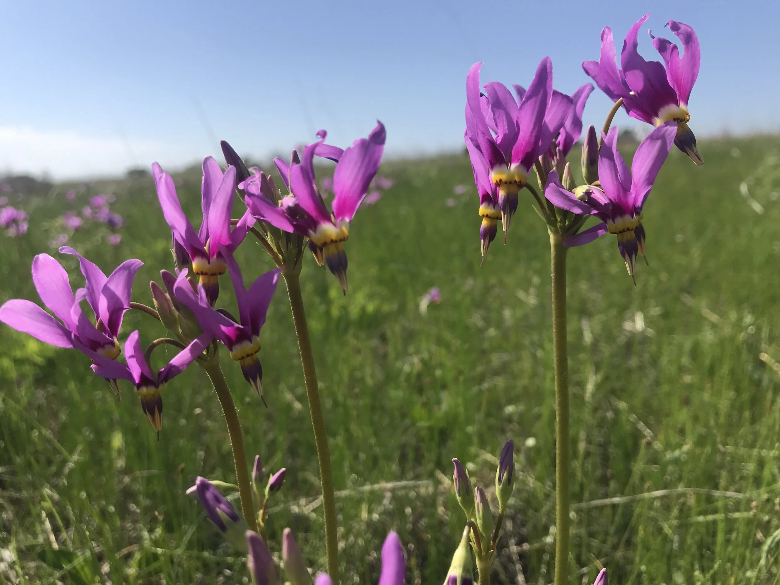 Dodecatheon meadia (Eastern Shooting Star) Native