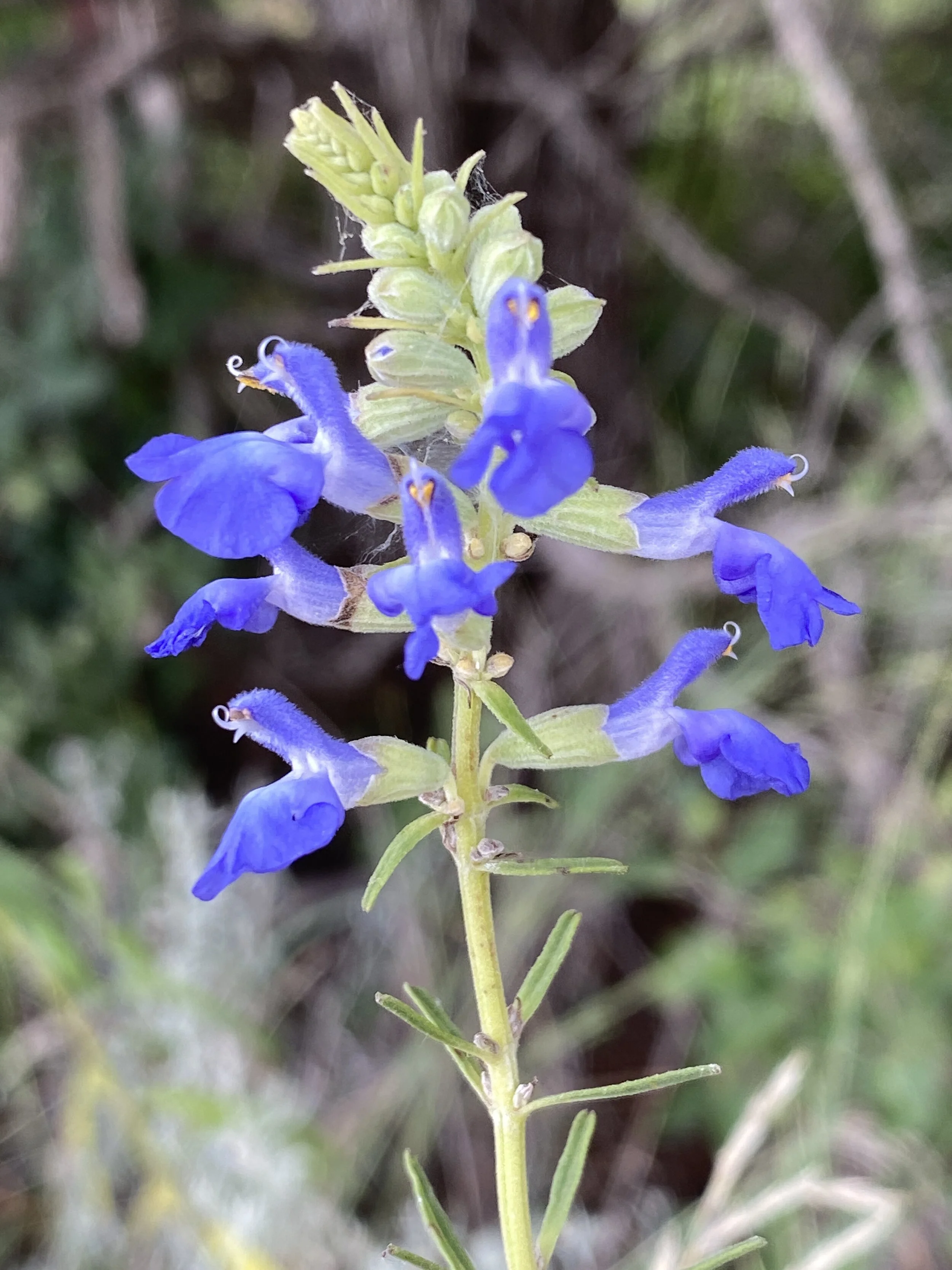 Nuttallanthus texanus (Texas Toadflax) Native