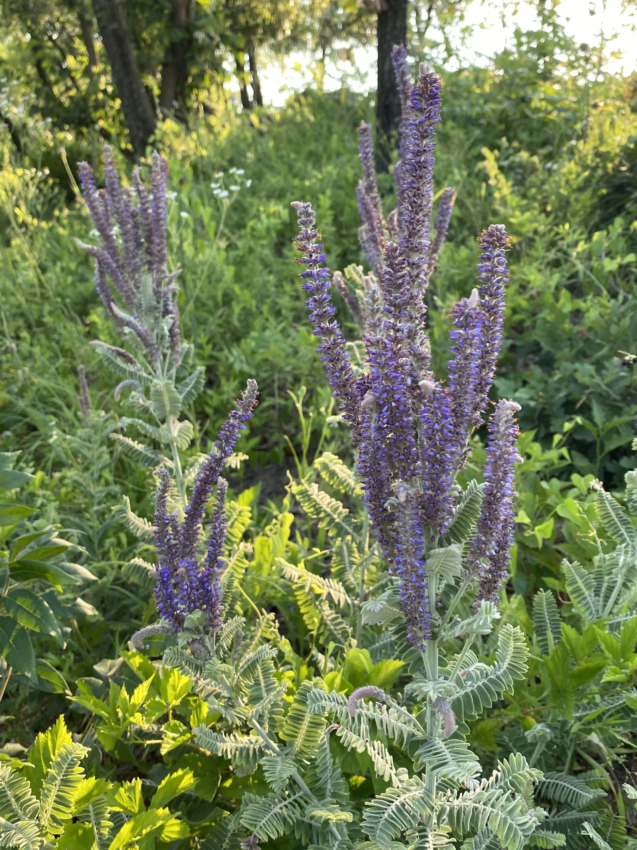 Amorpha canescens (Leadplant) Native