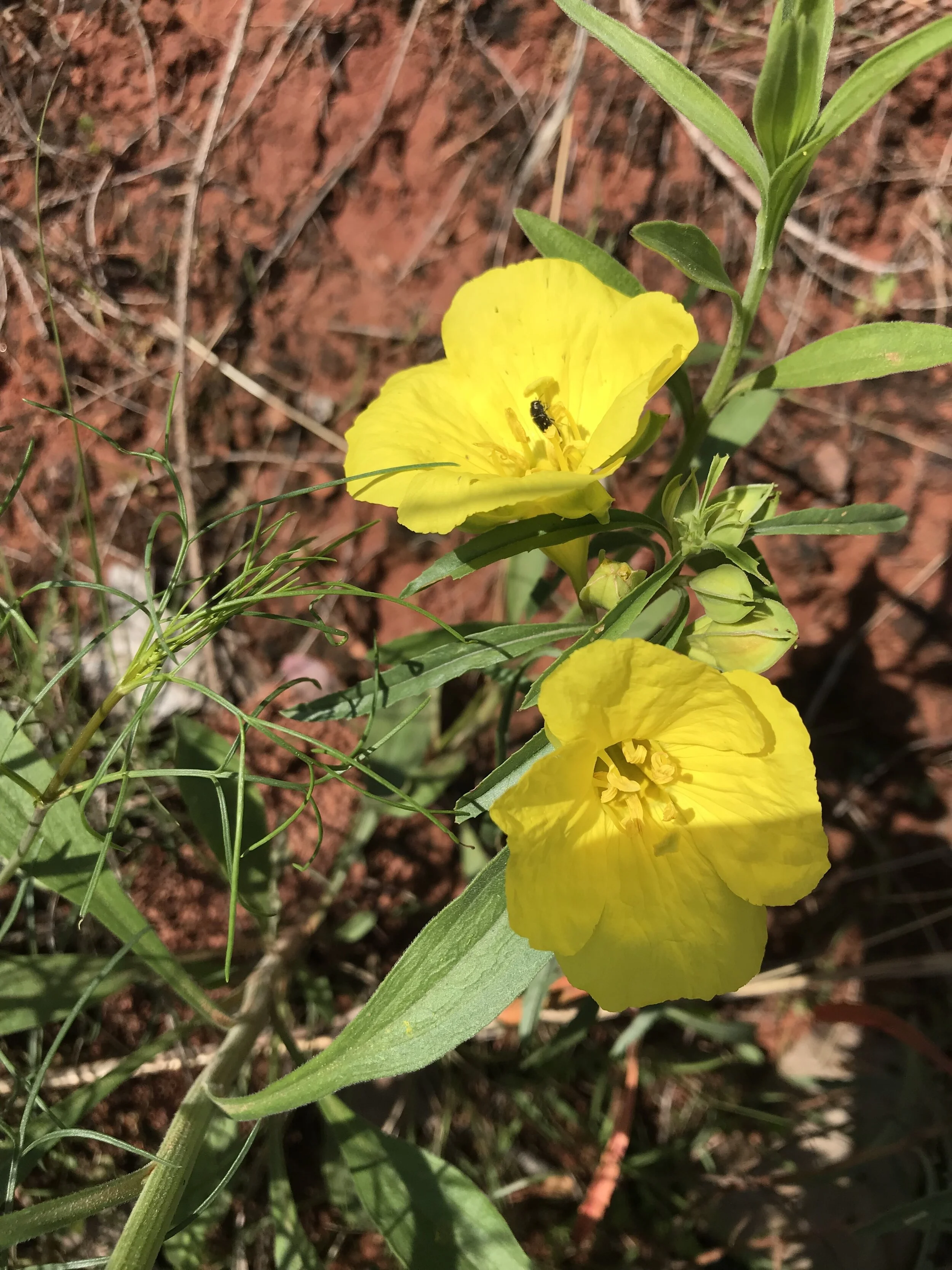 Oenothera macrocarpa (Missouri Evening Primrose) Native