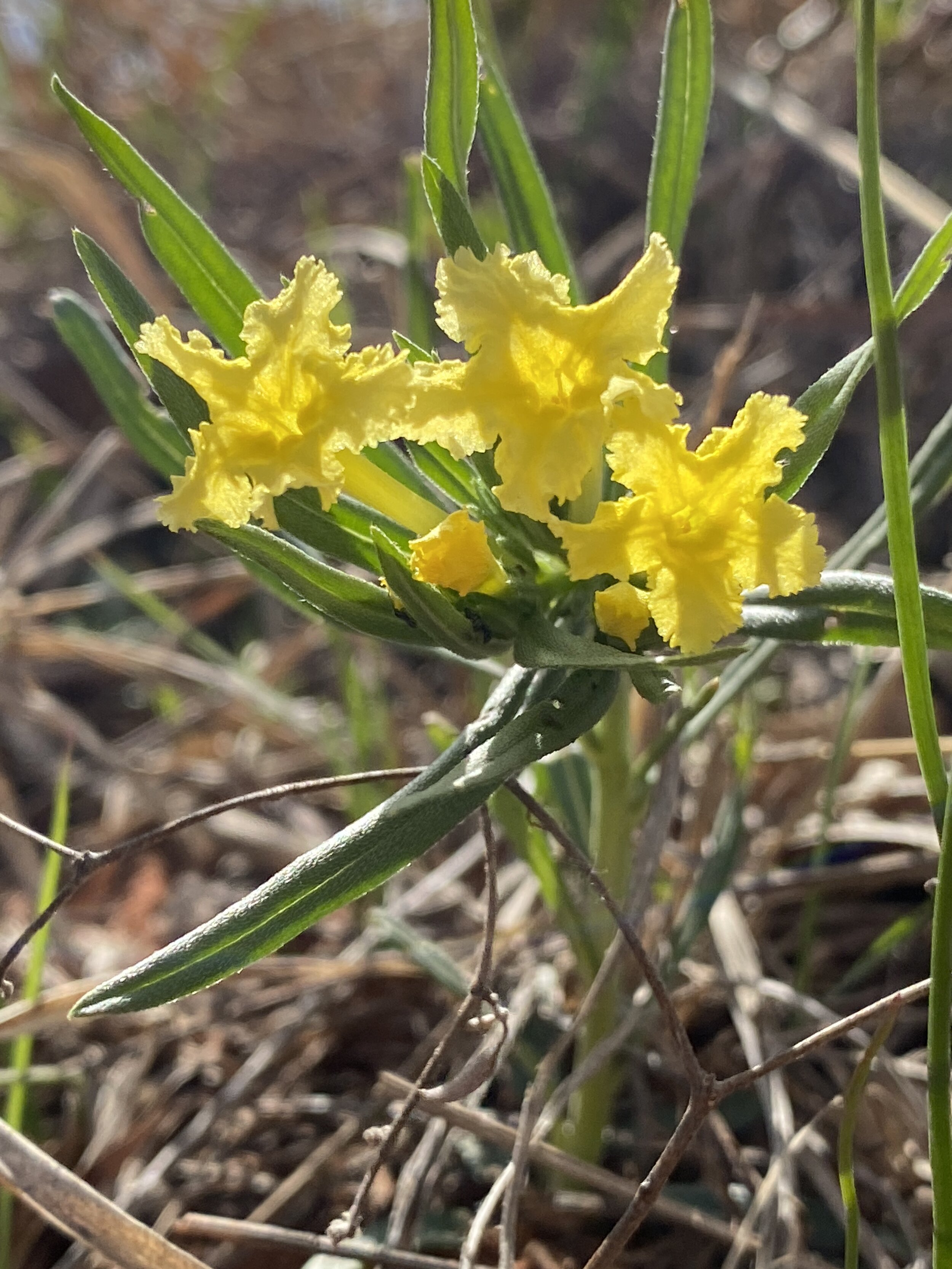 Lithospermum incisum (Fringed Puccoon) Native