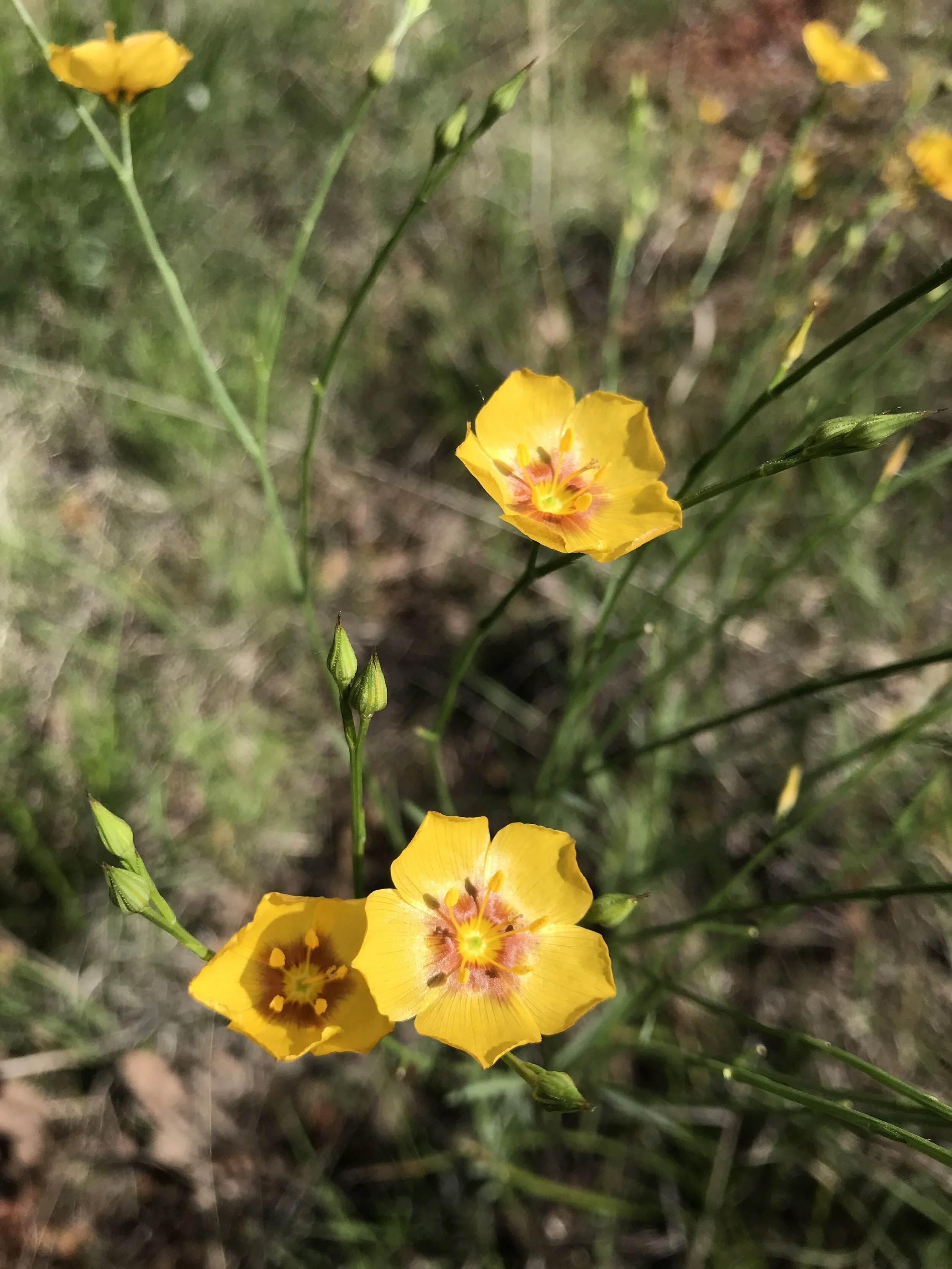 Linum imbricatum (Tufted Flax) Native