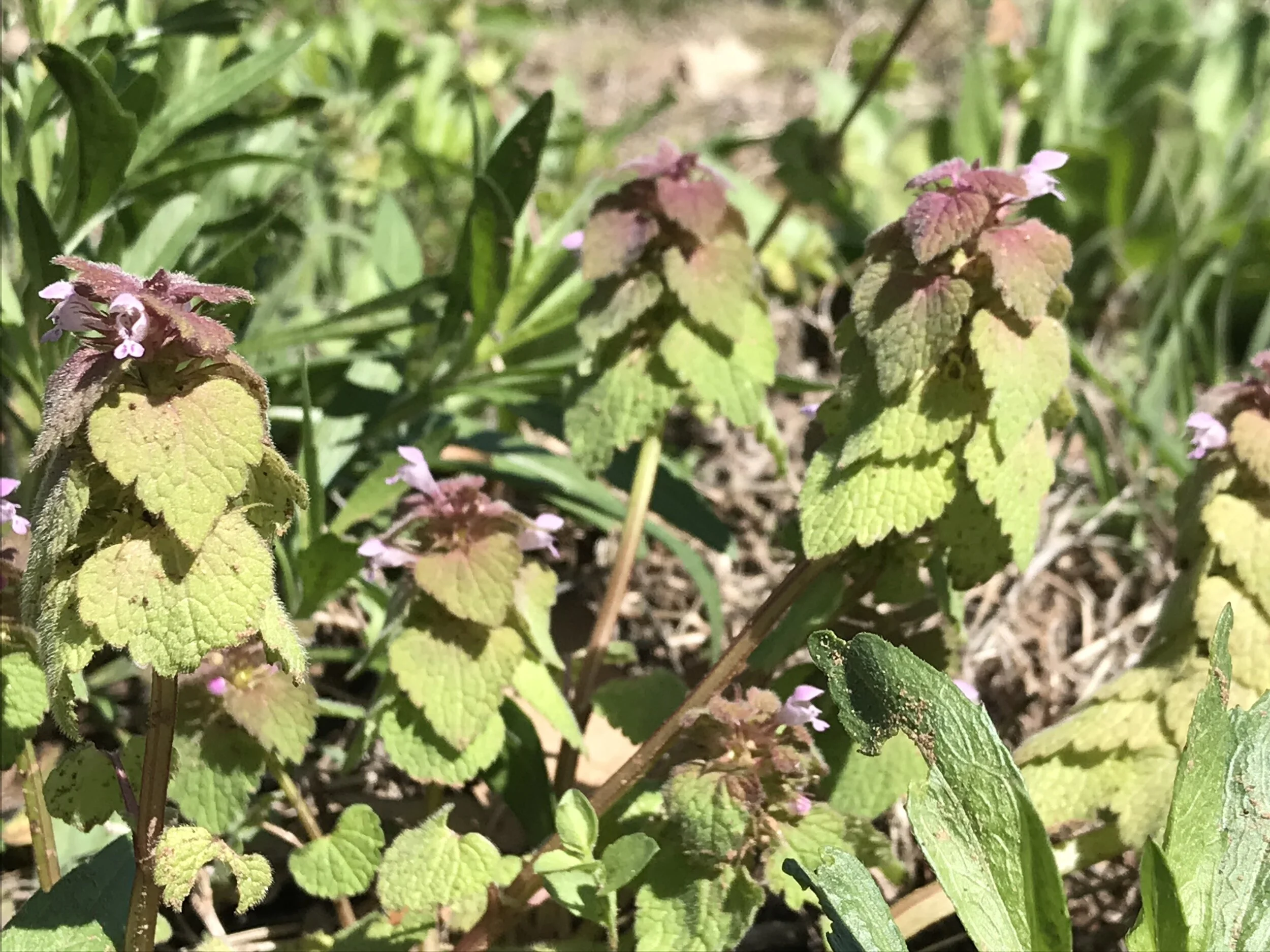 Lamium purpureum (Purple Dead Nettle) Introduced