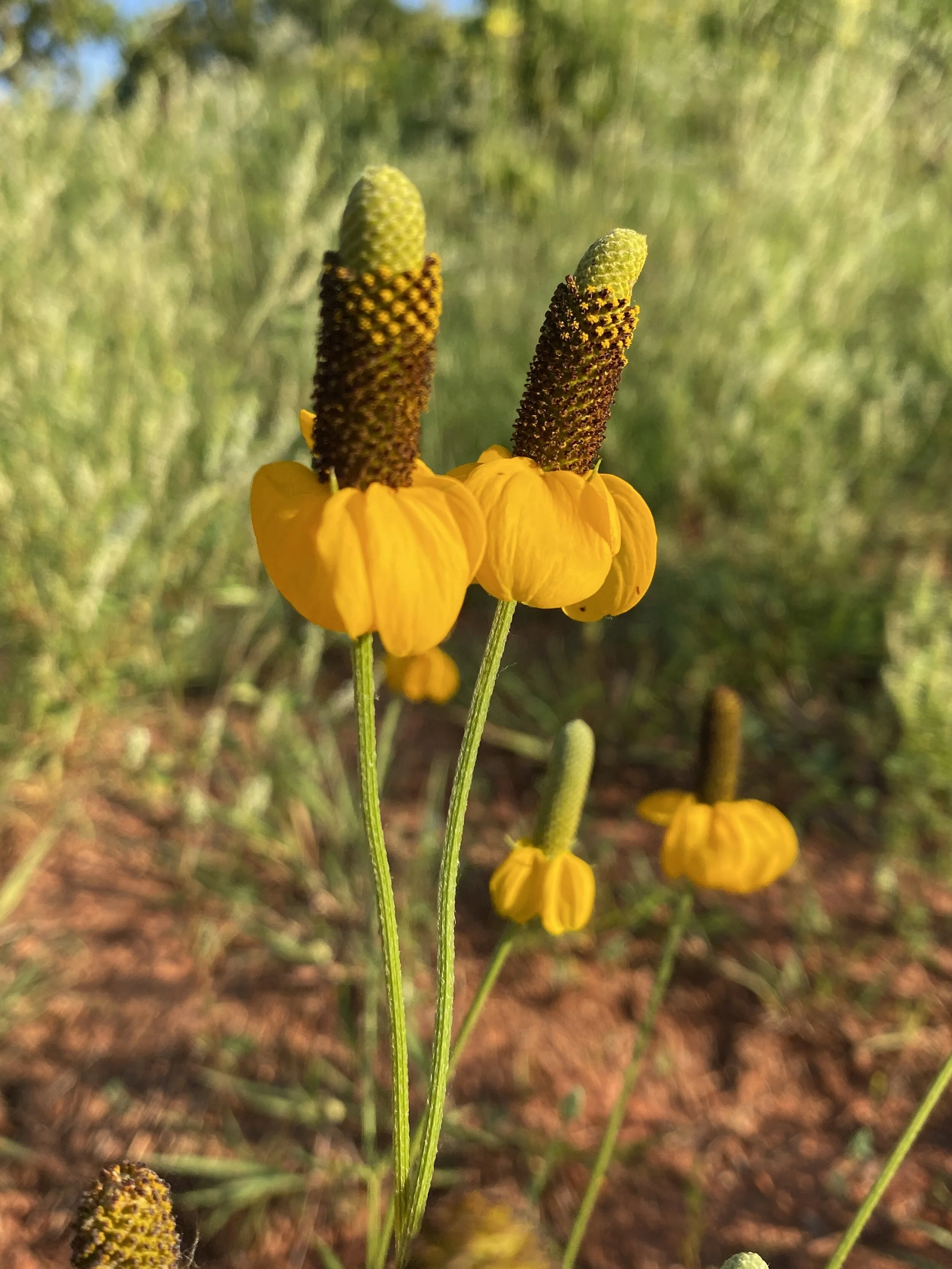 Ratibida columnifera (Mexican Hat) Native