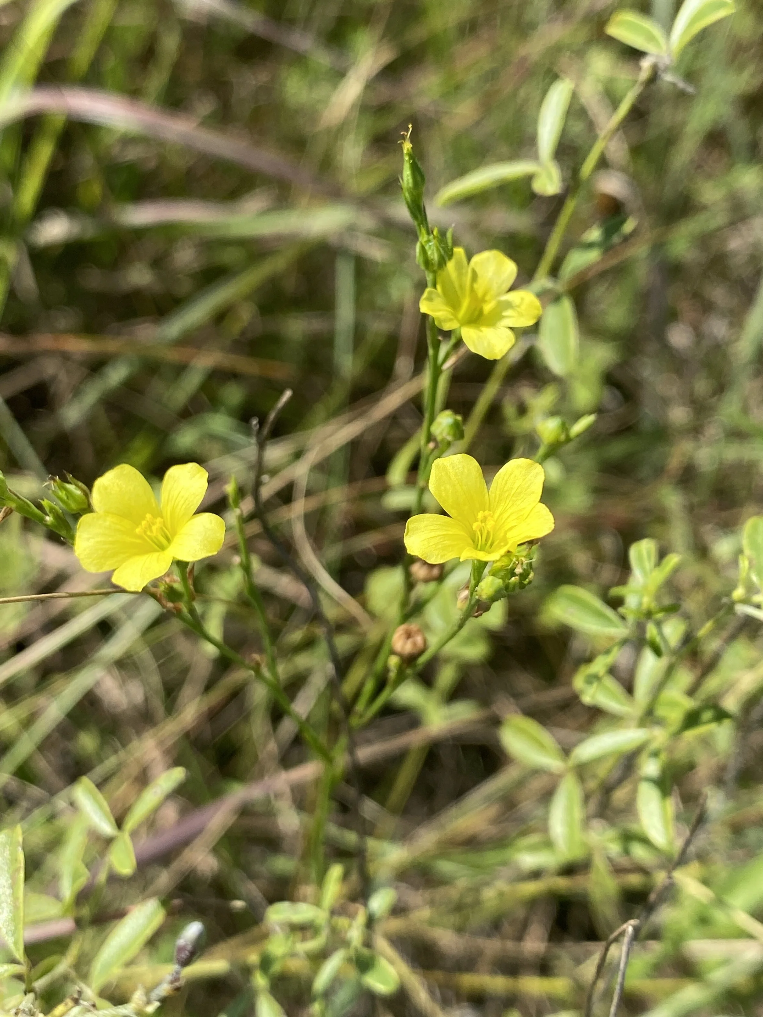 Linum flavum (Yellow Flax) Introduced
