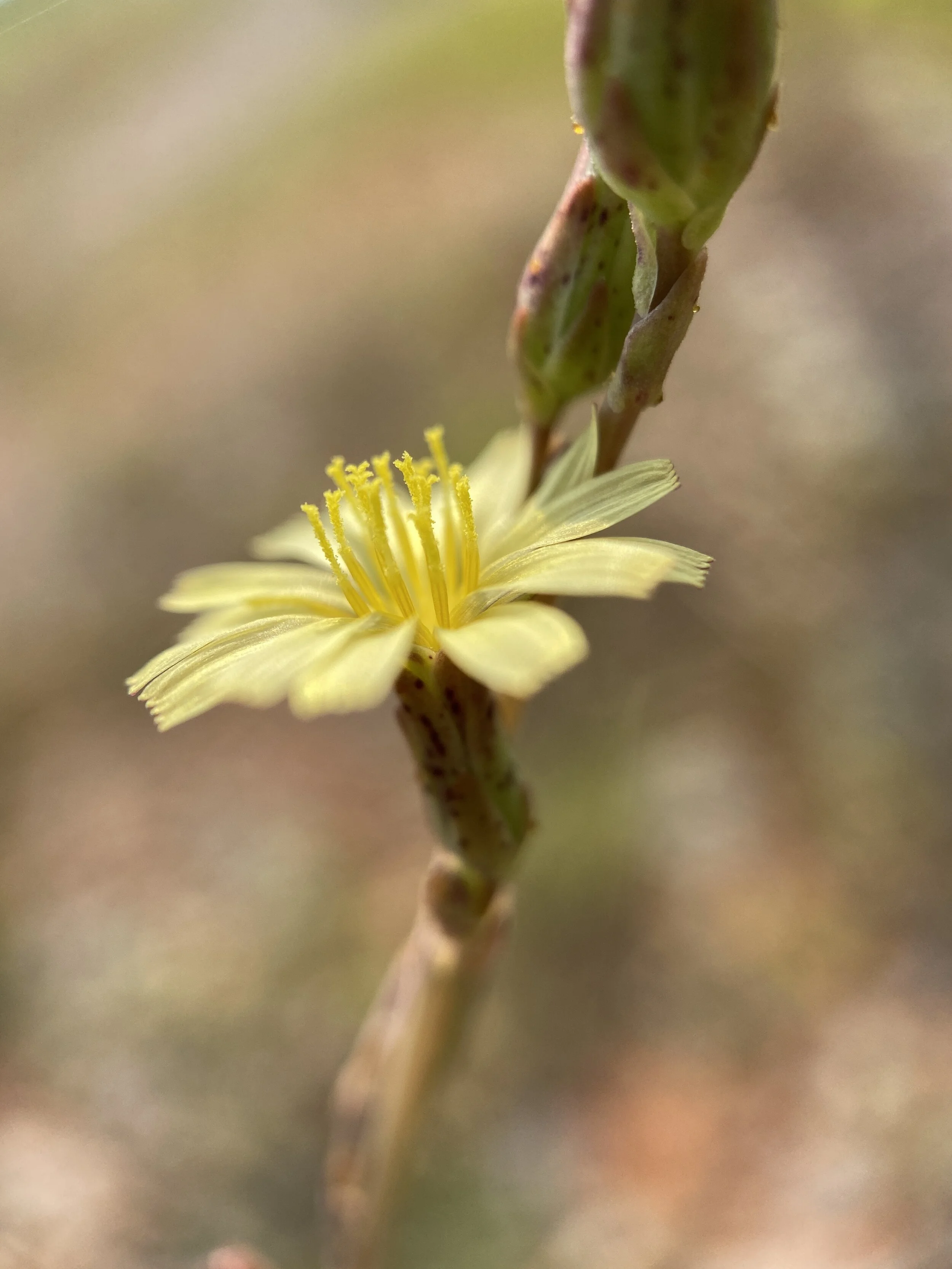 Lactuca virosa (Wild Lettuce) Introduced
