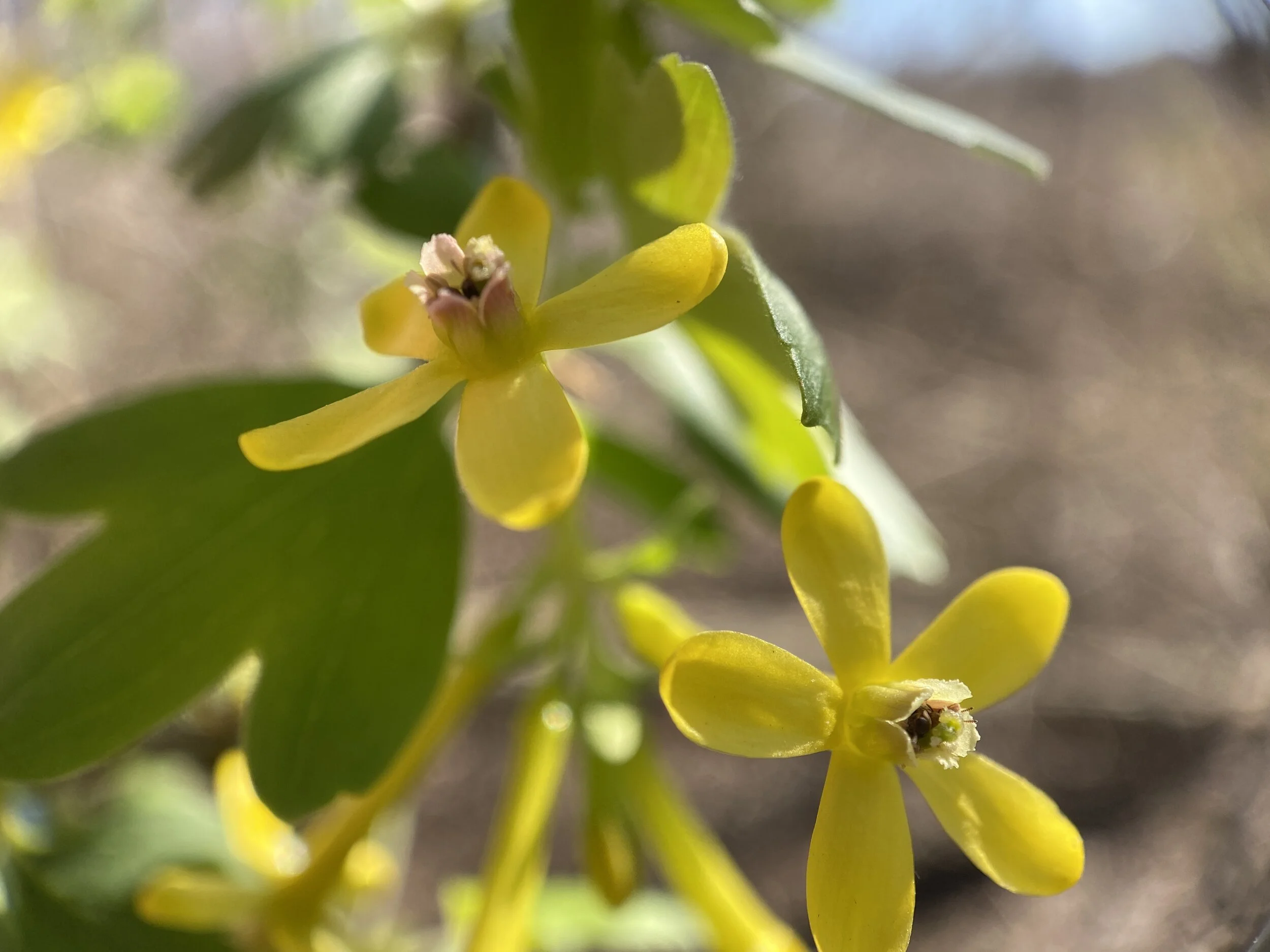 Ribes aureum (Golden Currant) Native