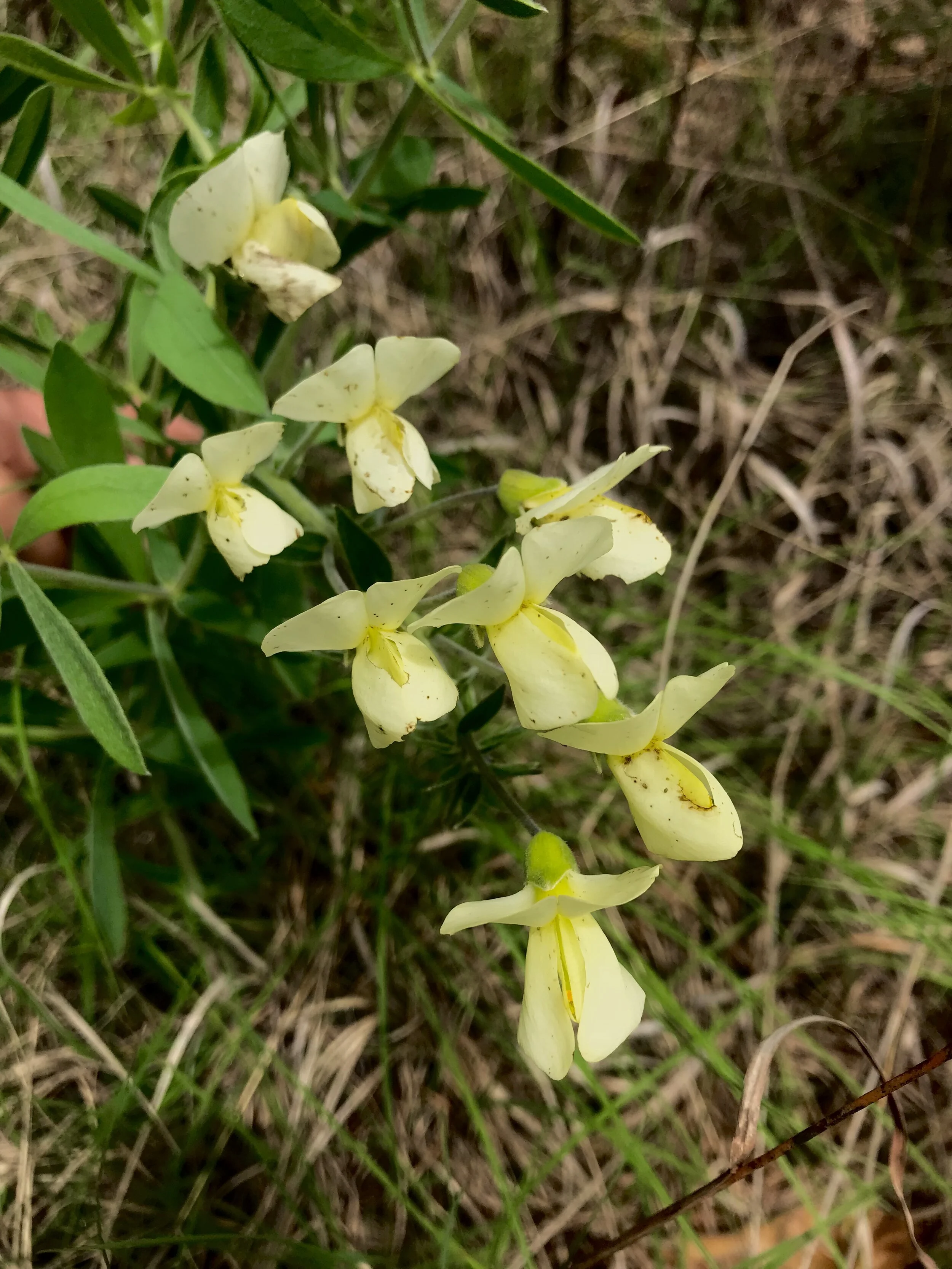 Baptisia bracteata (Cream False Indigo) Native