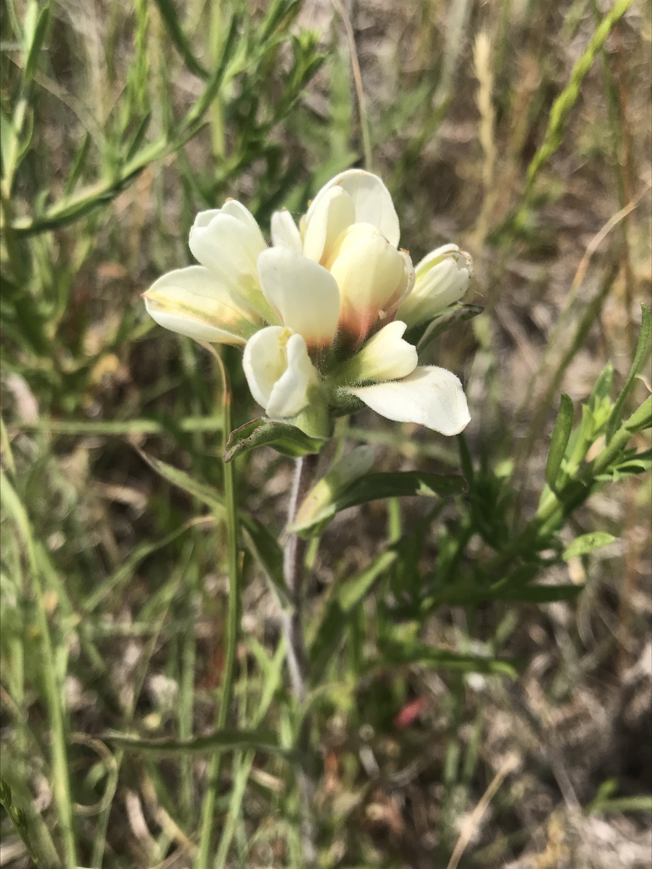 Castilleja indivisa (Texas Paintbrush) Native