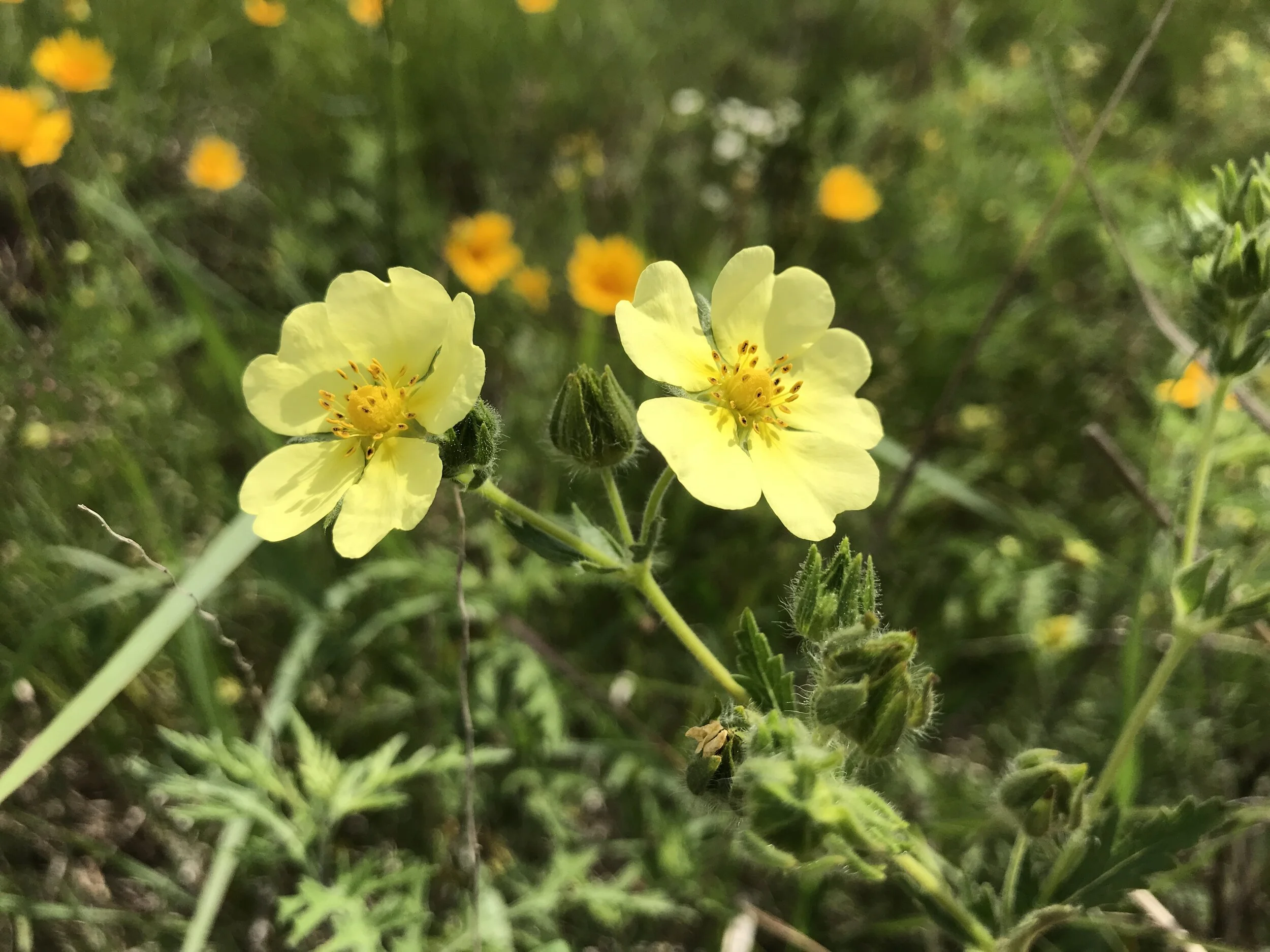 Potentilla recta (Sulpher Cinquefoil) Introduced